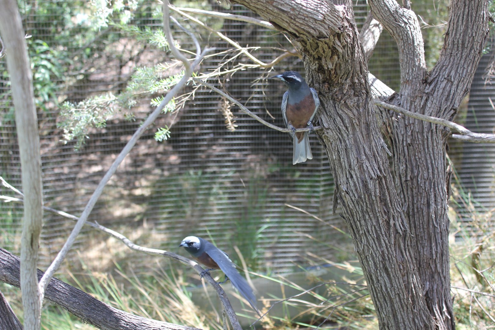 White-browed Woodswallow (Artamus superciliosus)