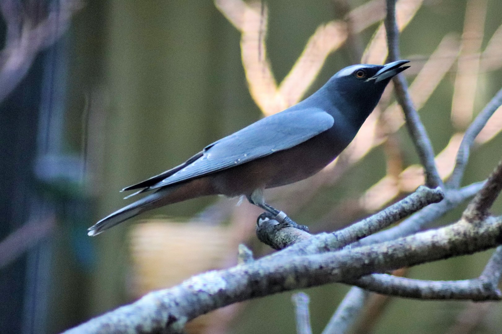 White-browed Woodswallow (Artamus superciliosus)