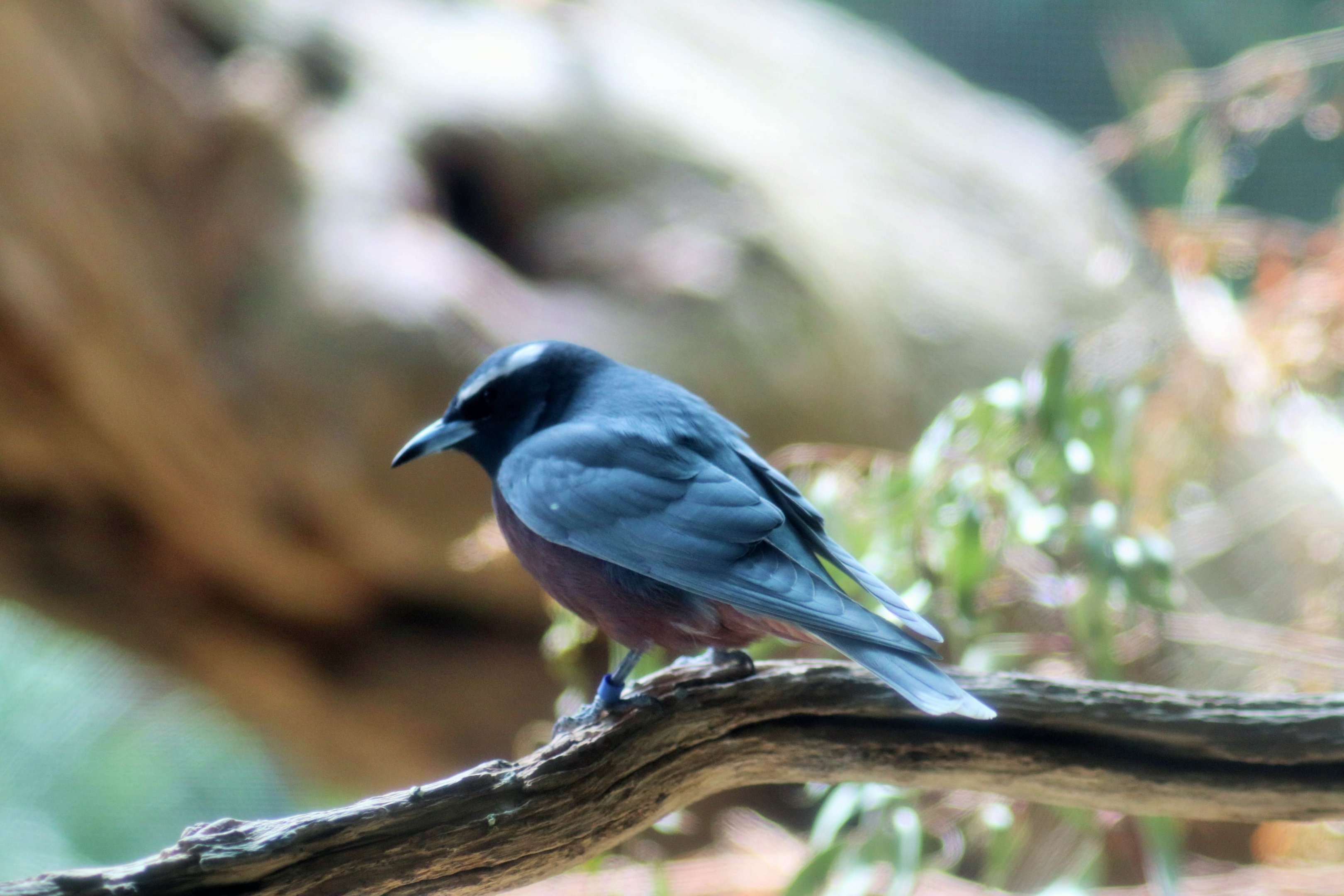 White-browed Woodswallow (Artamus superciliosus)