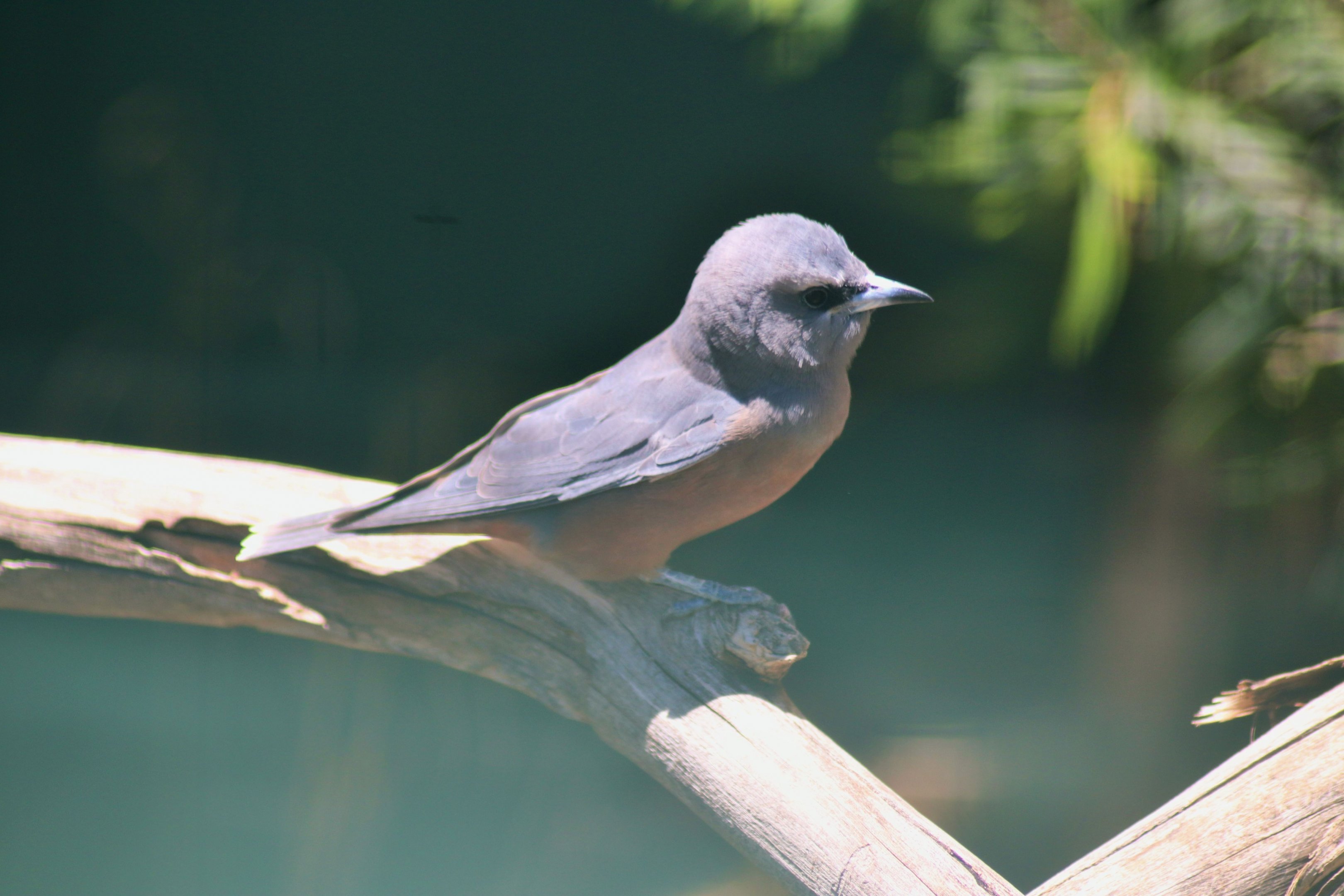 White-browed Woodswallow (Artamus superciliosus)