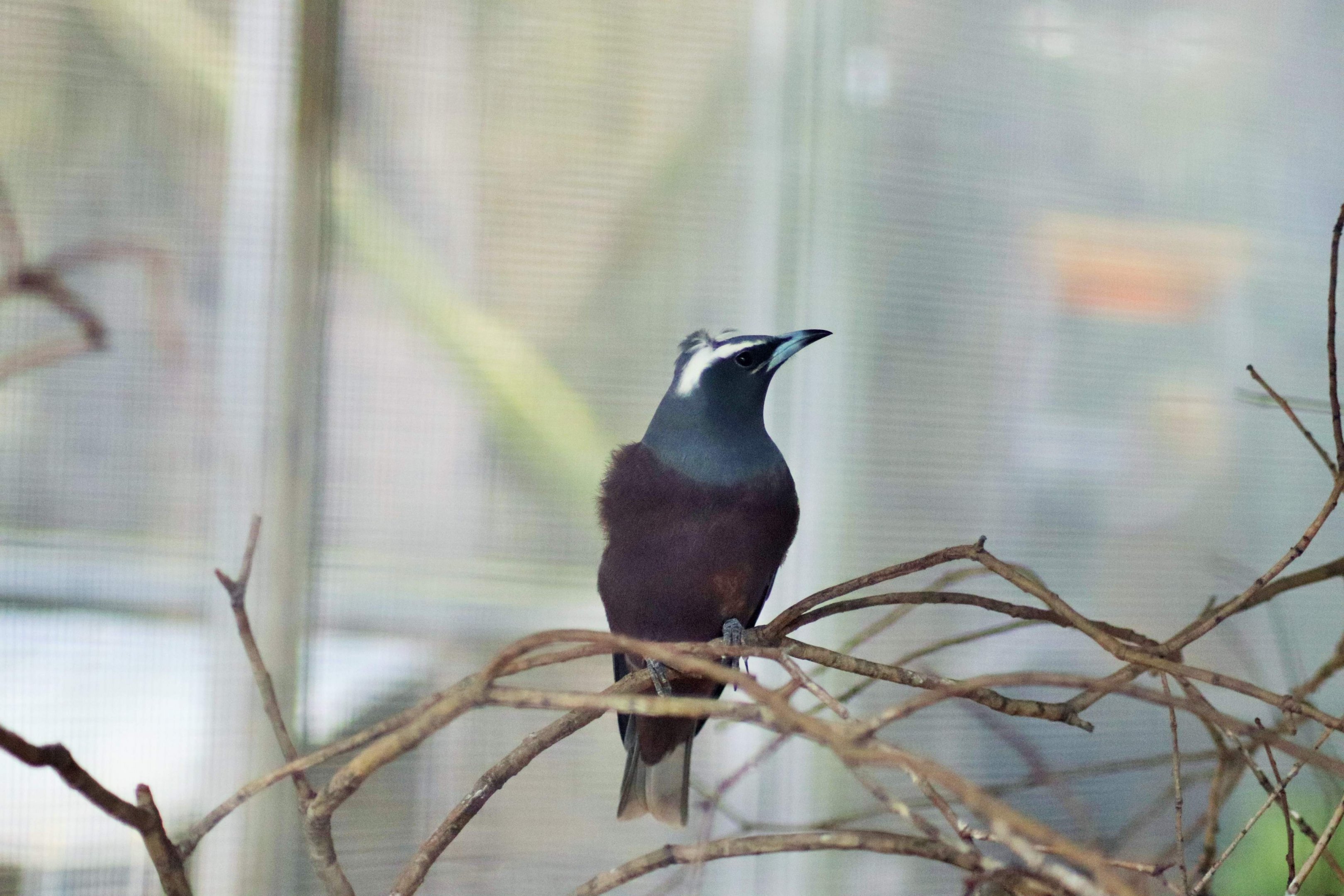 White-browed Woodswallow (Artamus superciliosus)