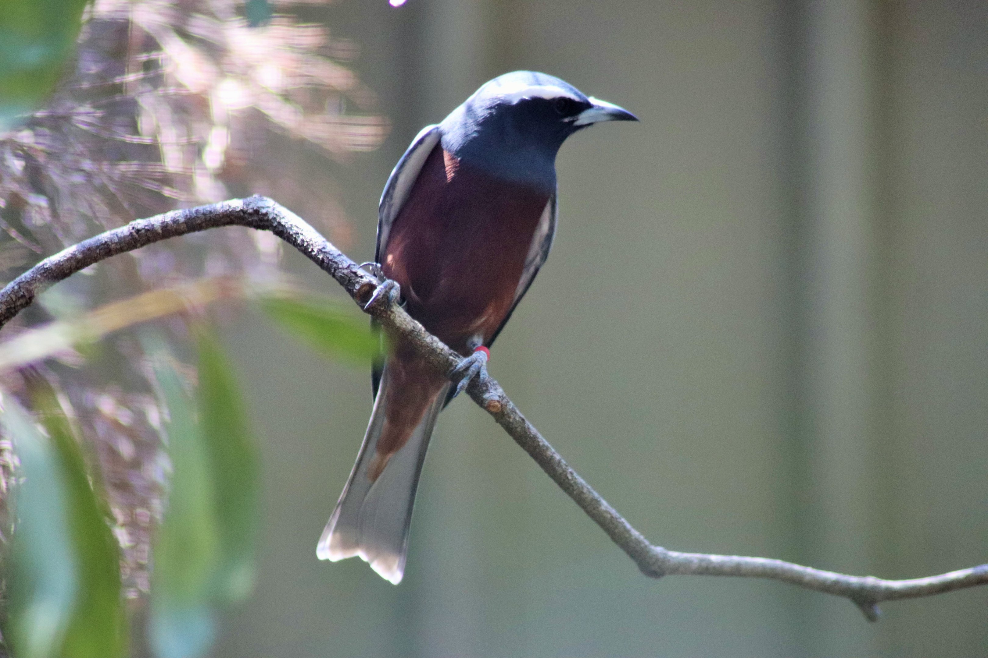 White-browed Woodswallow (Artamus superciliosus)