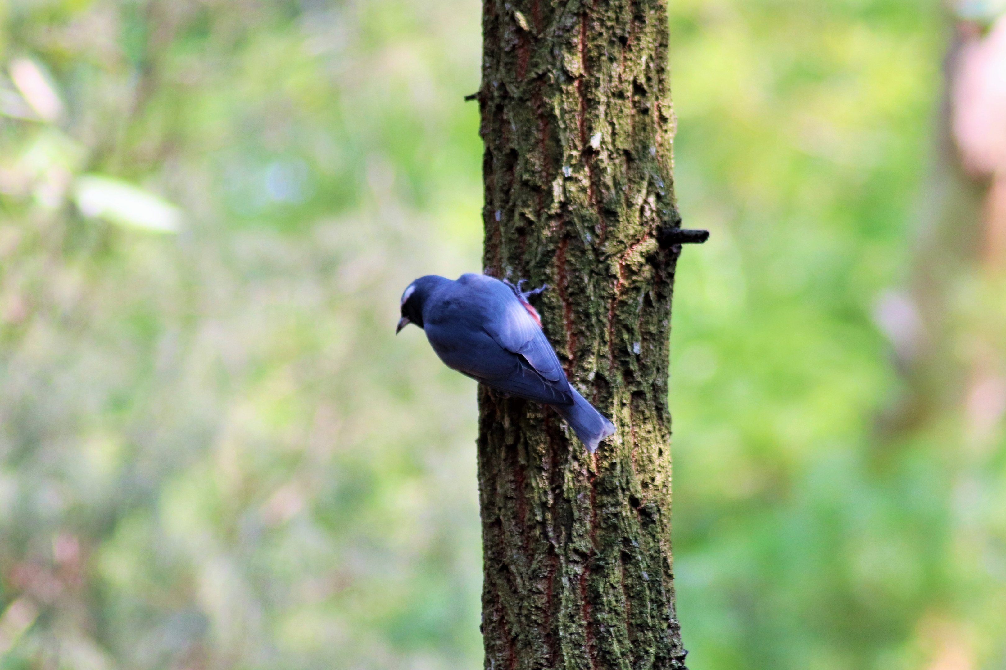 White-browed Woodswallow (Artamus superciliosus)
