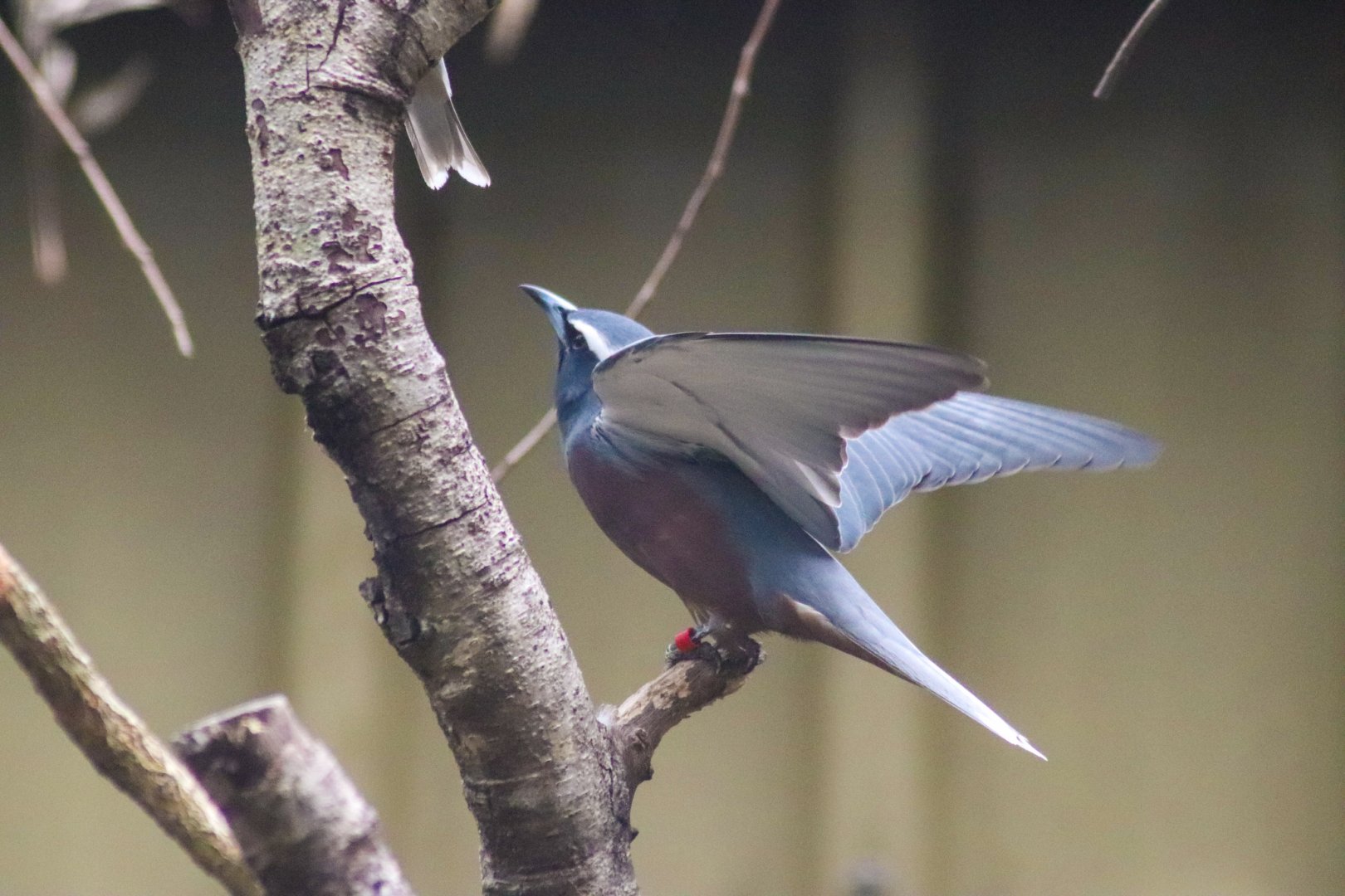 White-browed Woodswallow (Artamus superciliosus)
