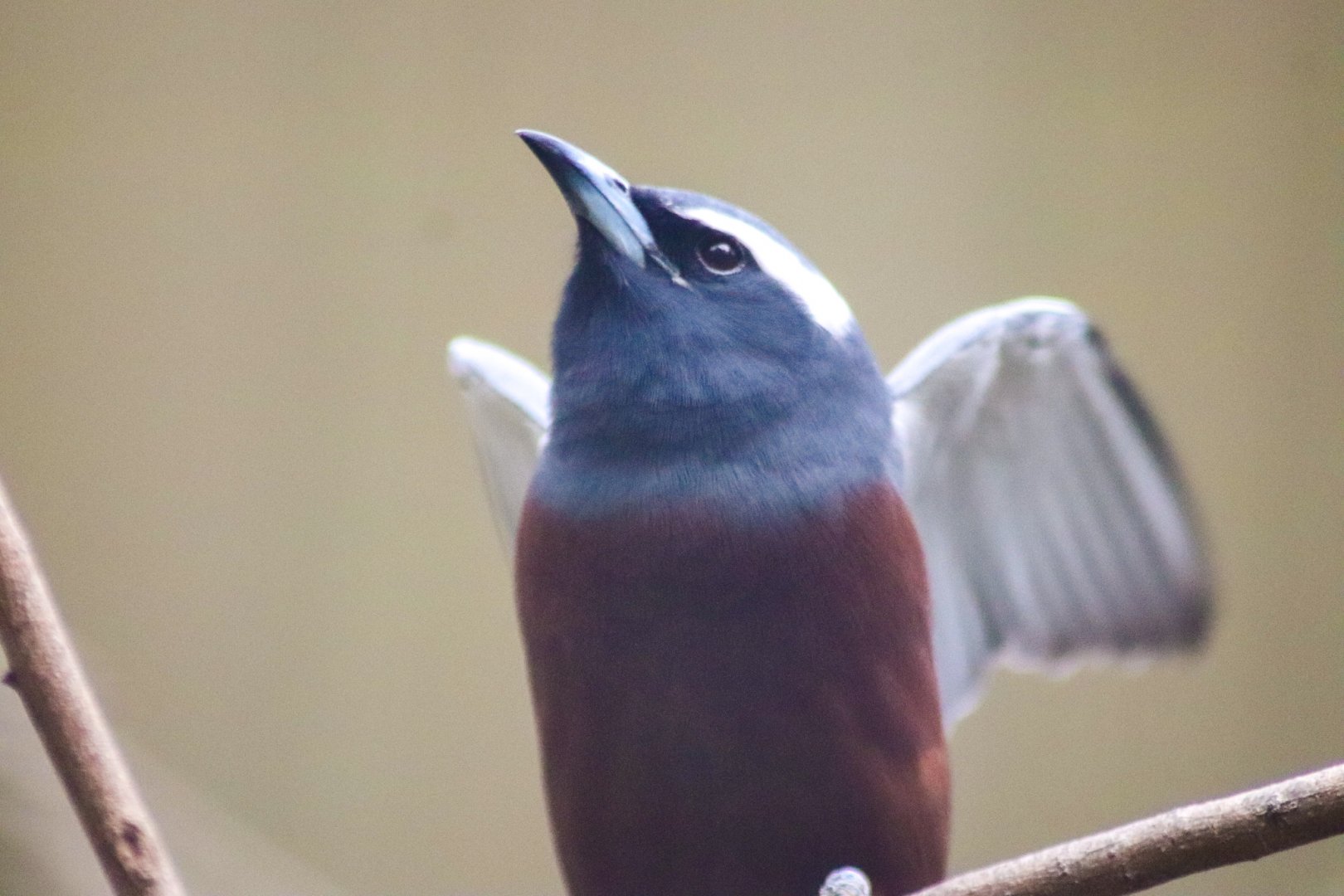 White-browed Woodswallow (Artamus superciliosus)