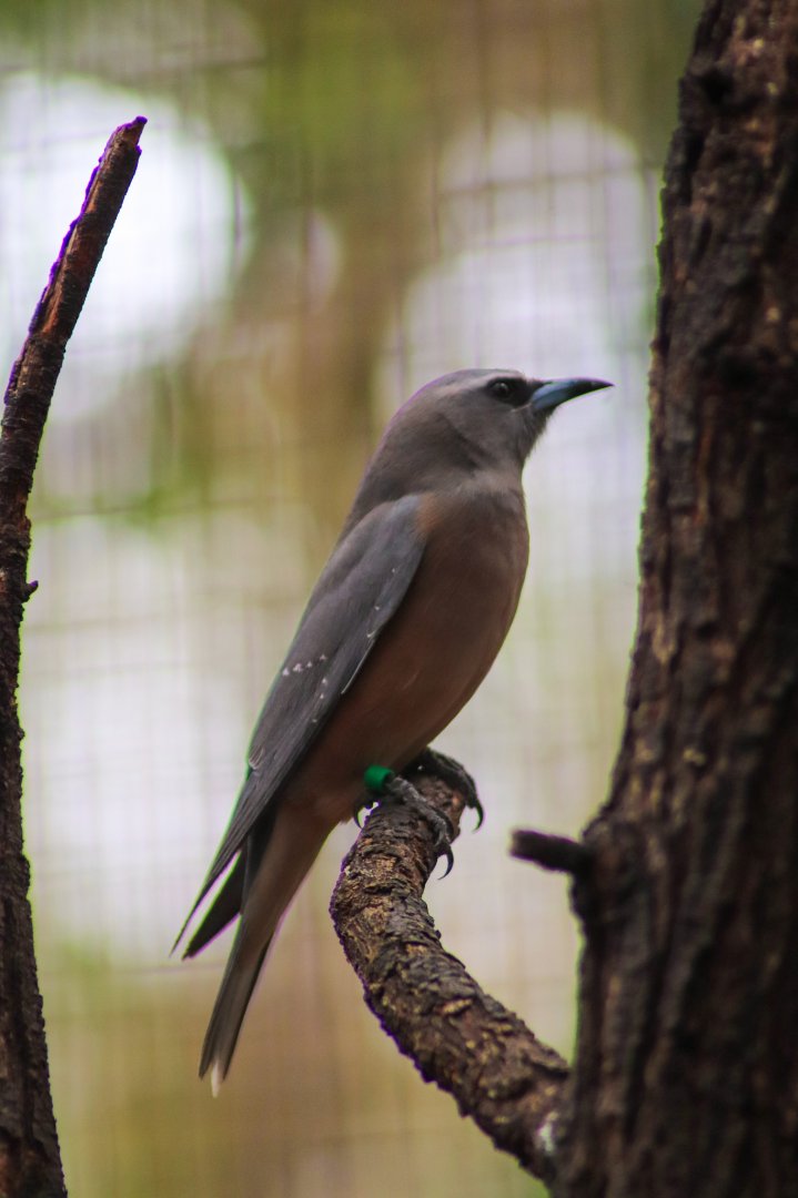 White-browed Woodswallow (Artamus superciliosus)