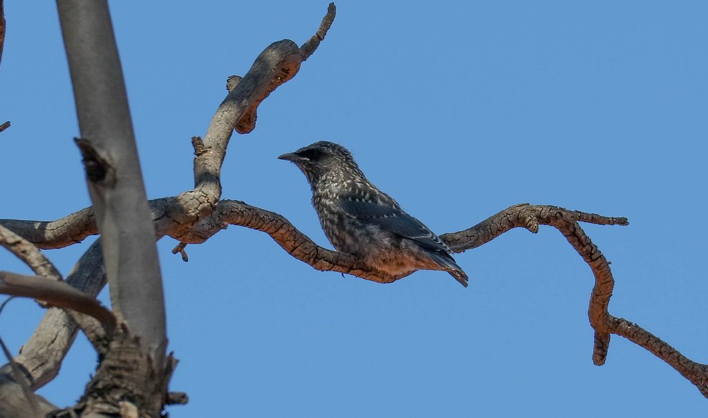 White-browed Woodswallow fledgling