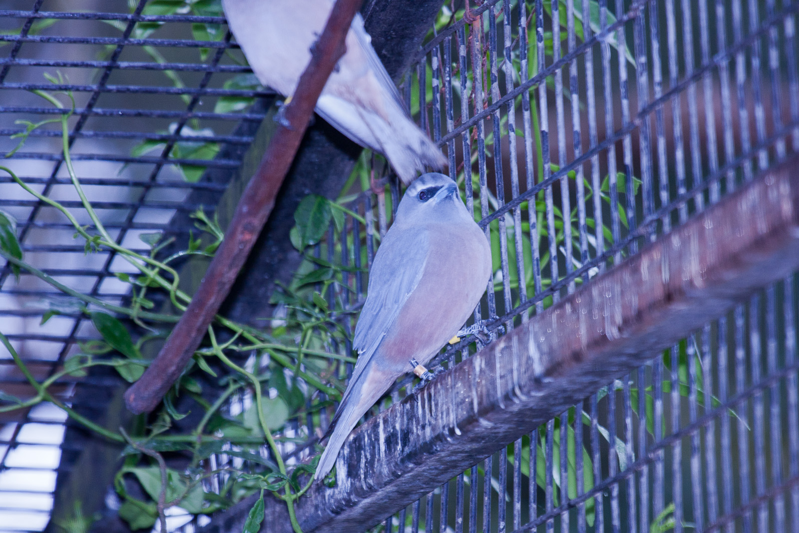 White-Browed Woodswallow, September 2011