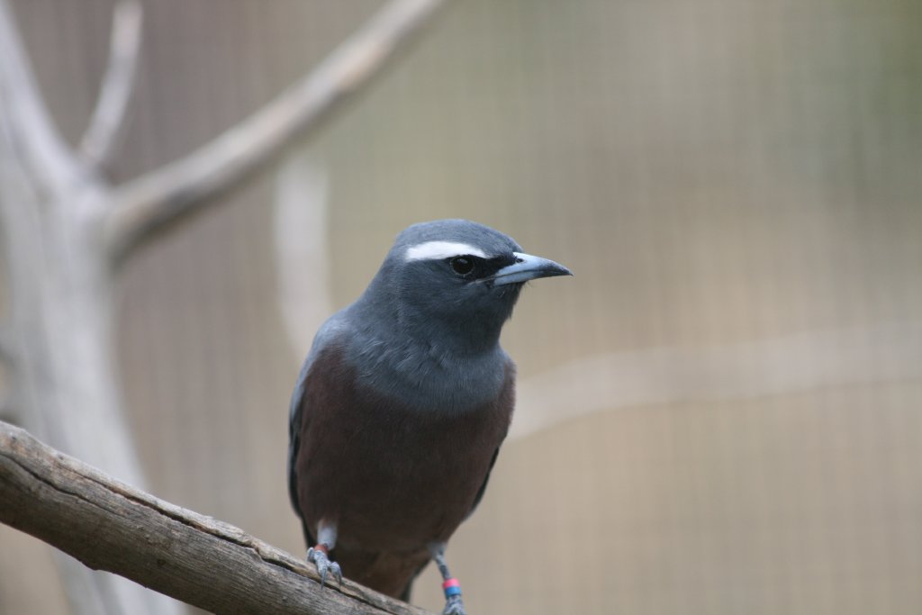 White-browed Woodswallow