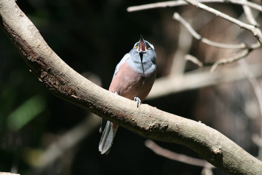White-browed Woodswallow