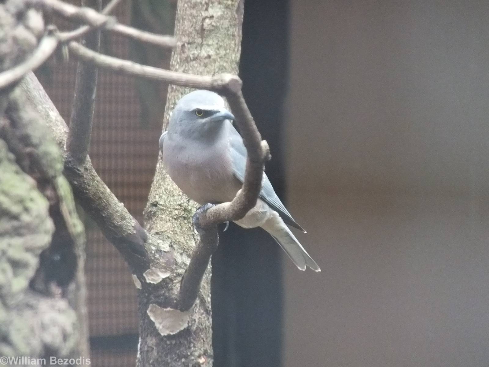White-browed Woodswallow