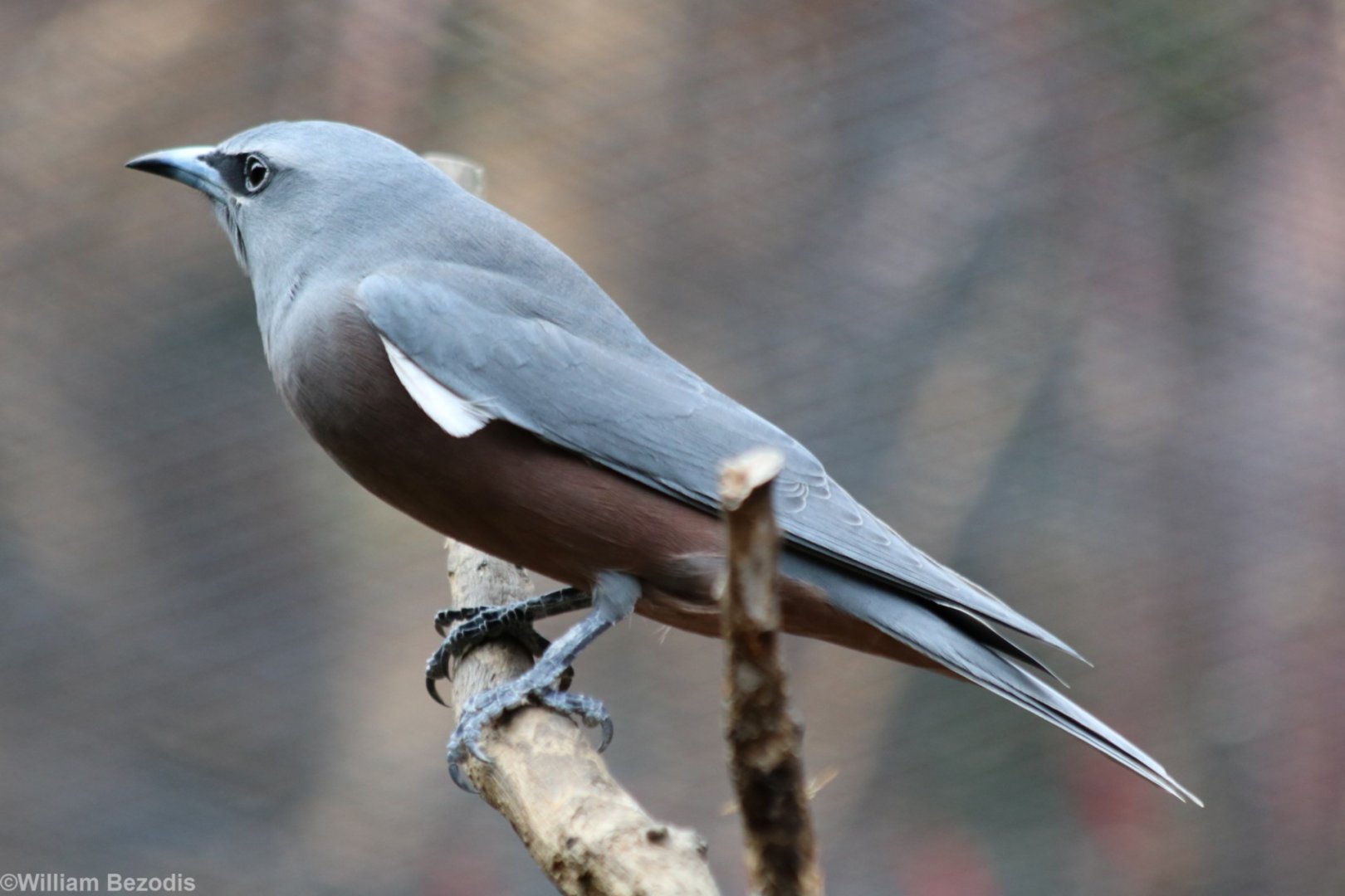 White-browed Woodswallow
