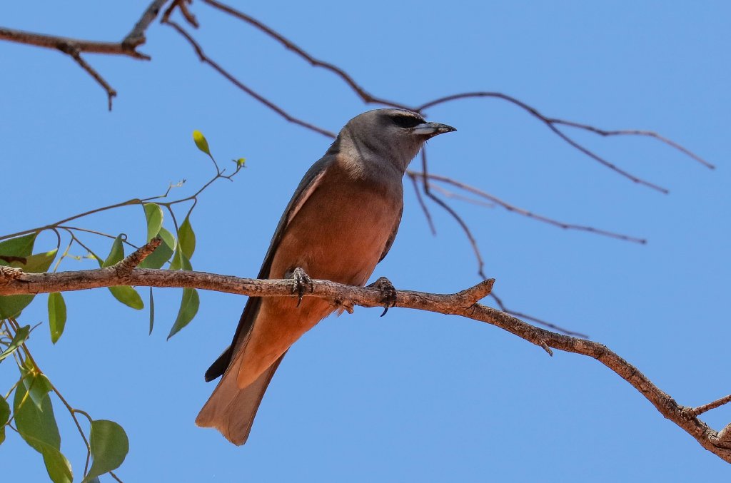 White-browed Woodswallow