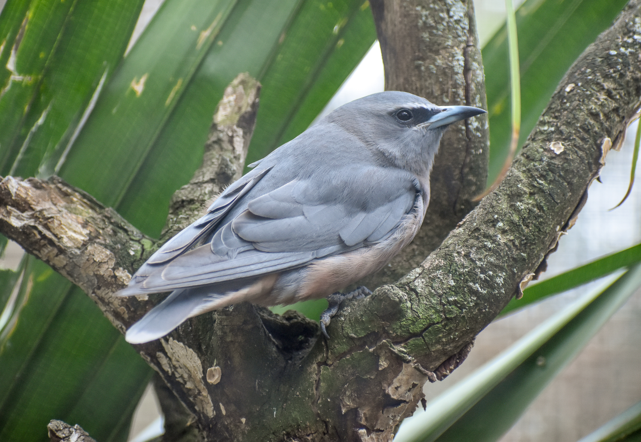 White-browed Woodswallow
