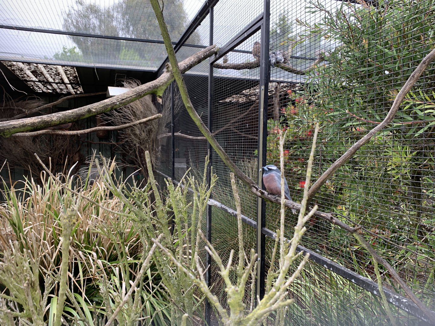White-browed Woodswallow