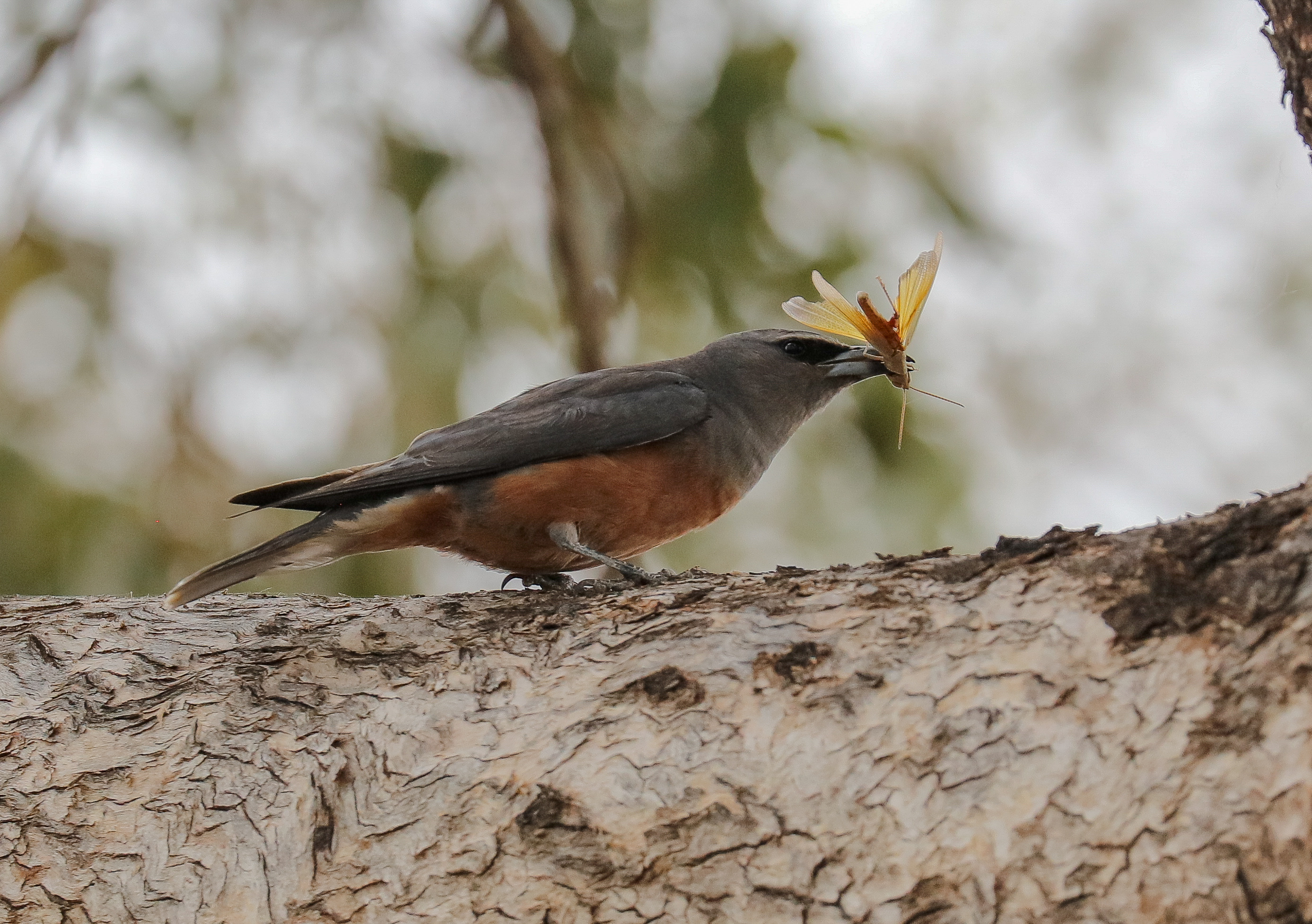 White-browed Woodswallow