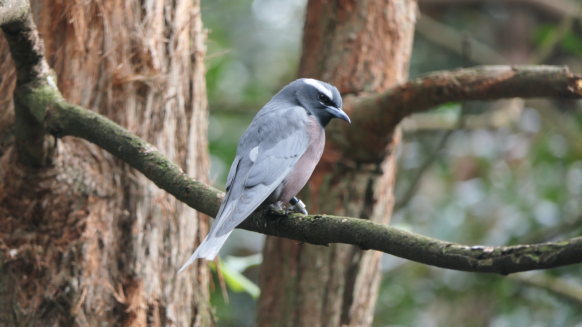 White-browed Woodswallow