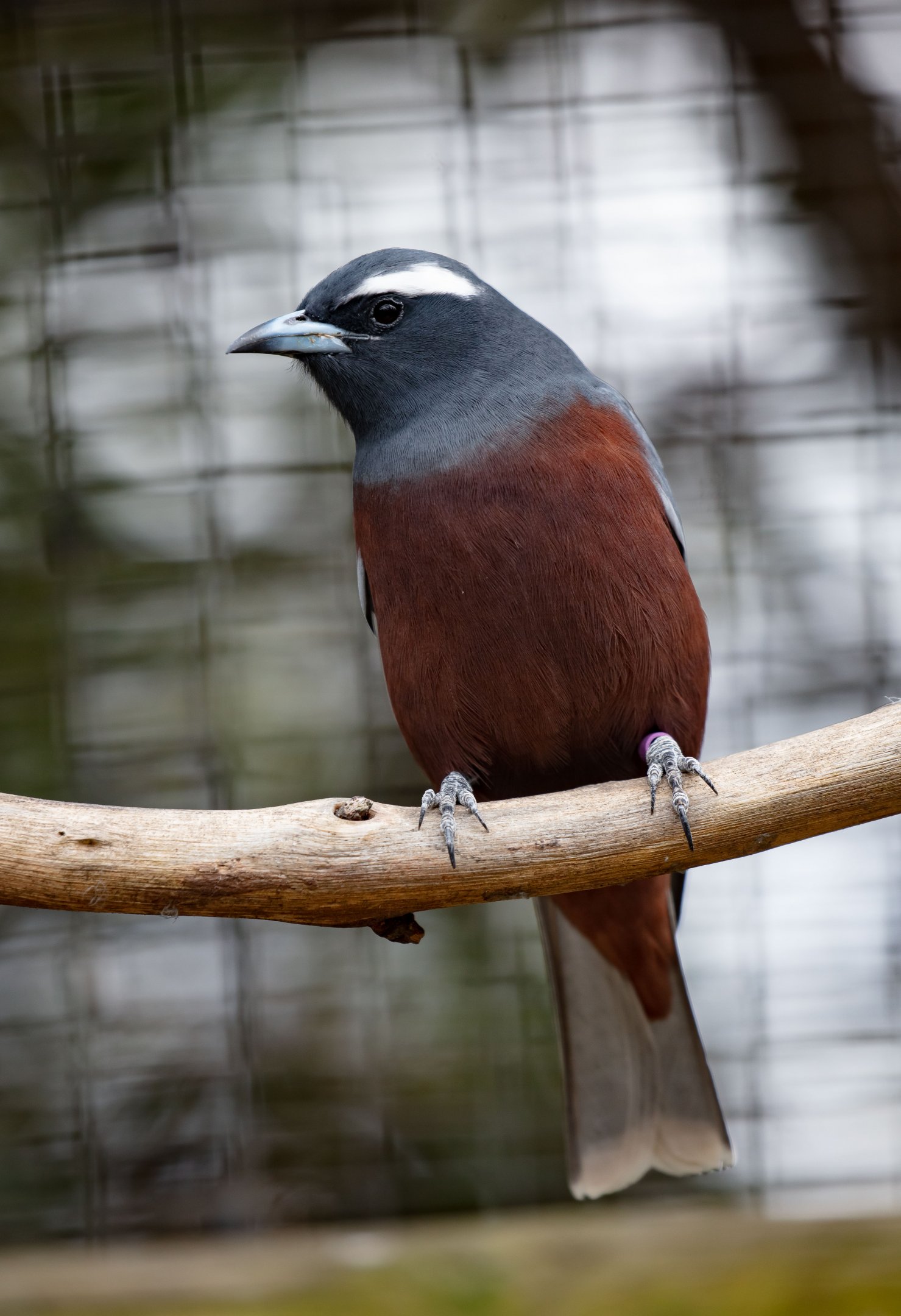 White-browed Woodswallow