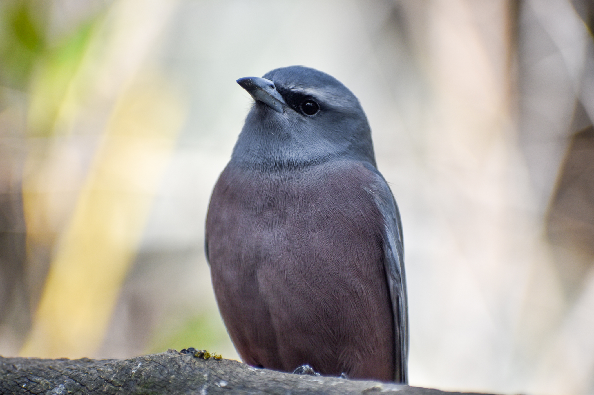 White-browed Woodswallow