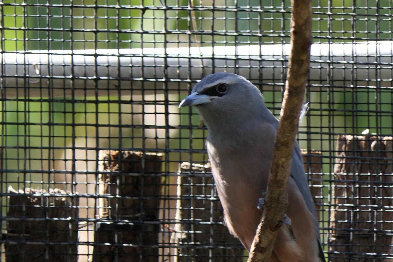 White-browed Woodswallow