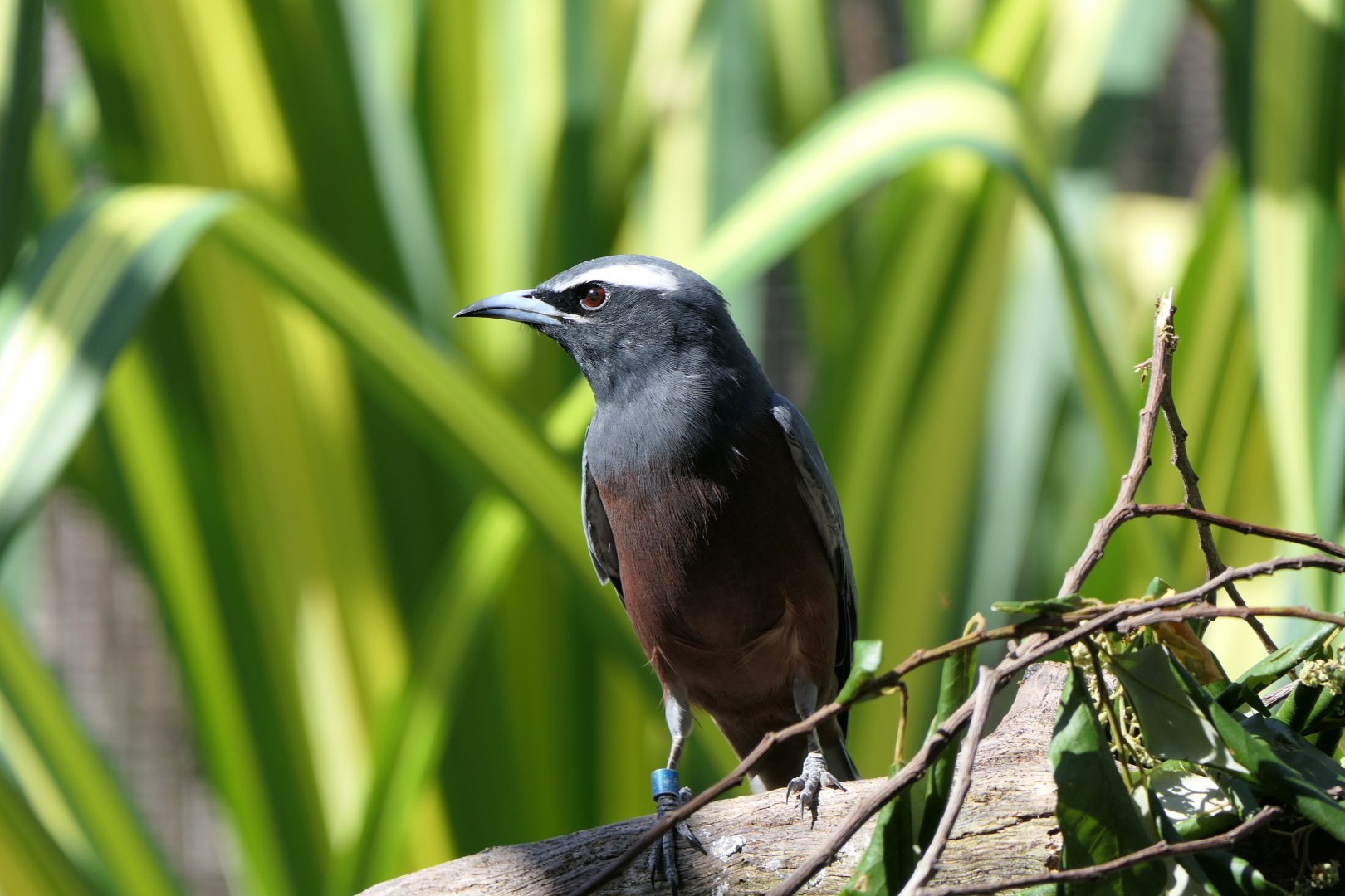 White-browed Woodswallow