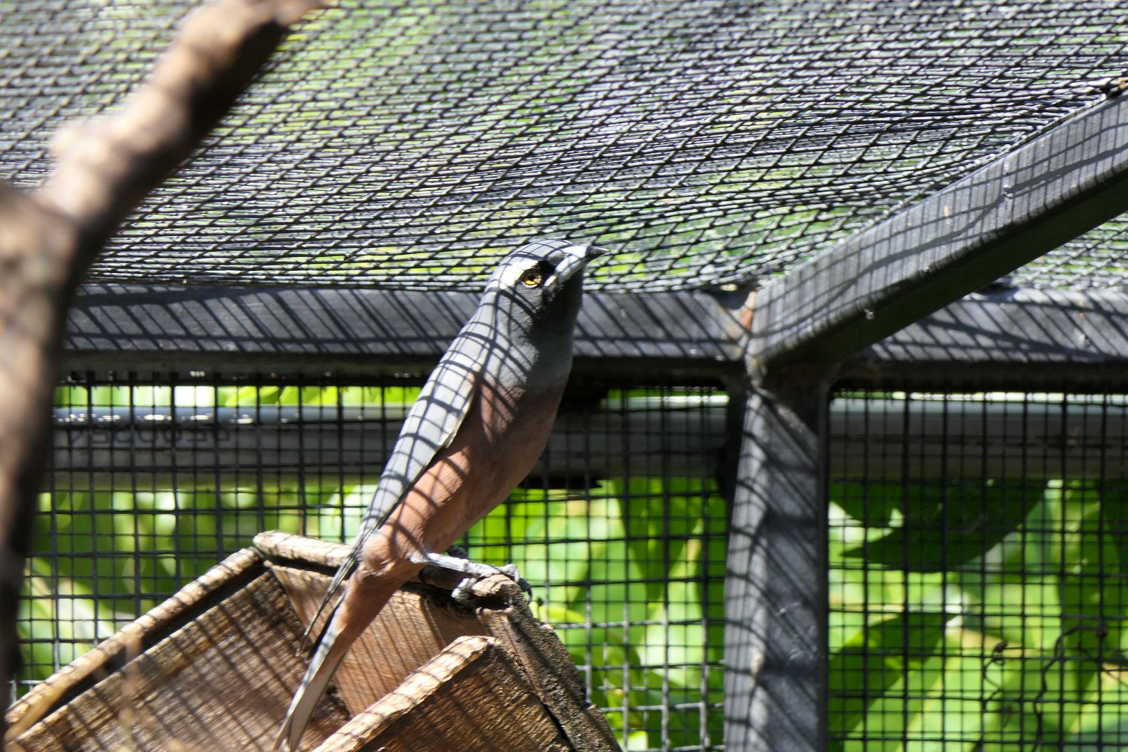 White-browed Woodswallow