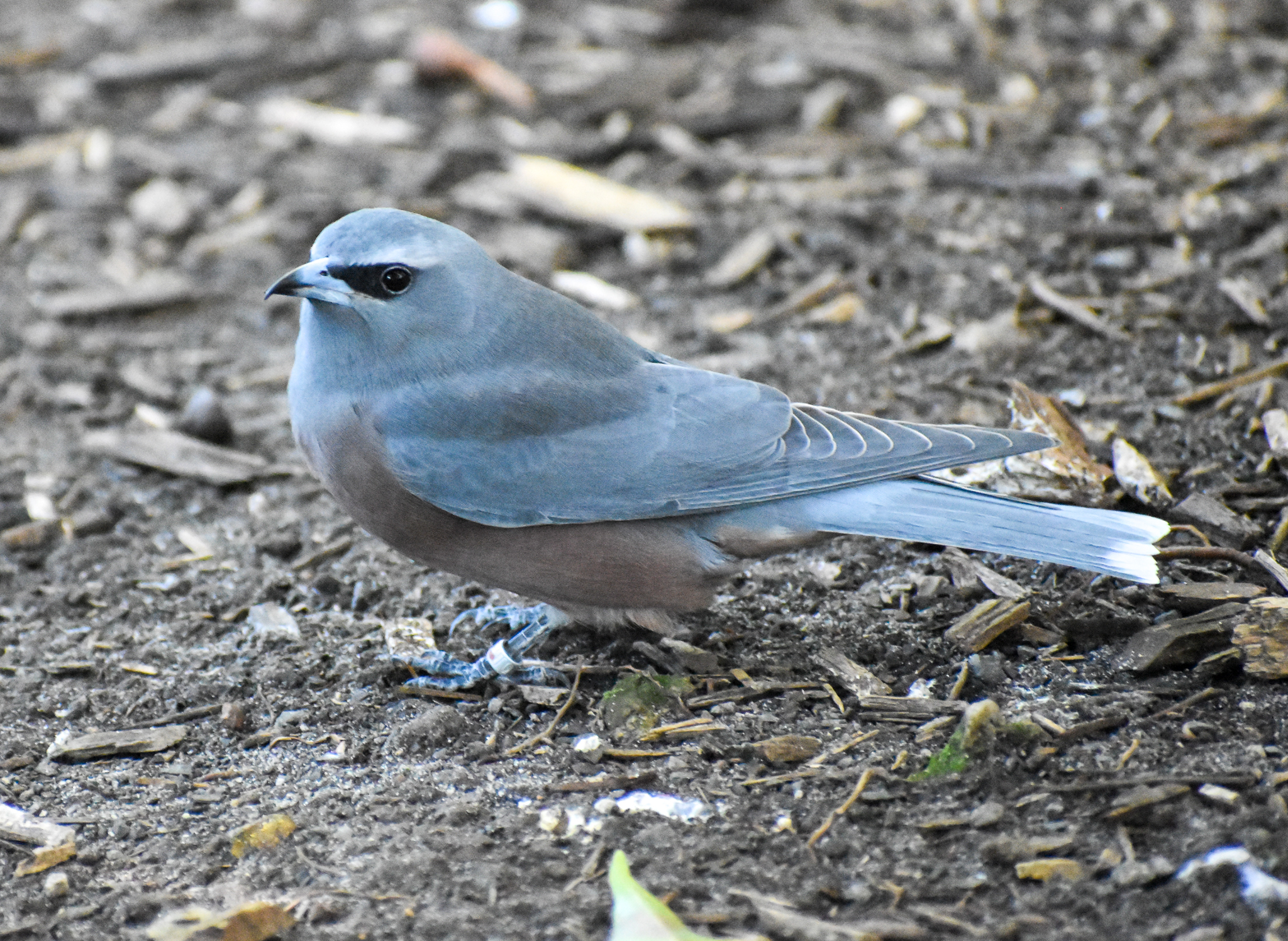 White-browed Woodswallow