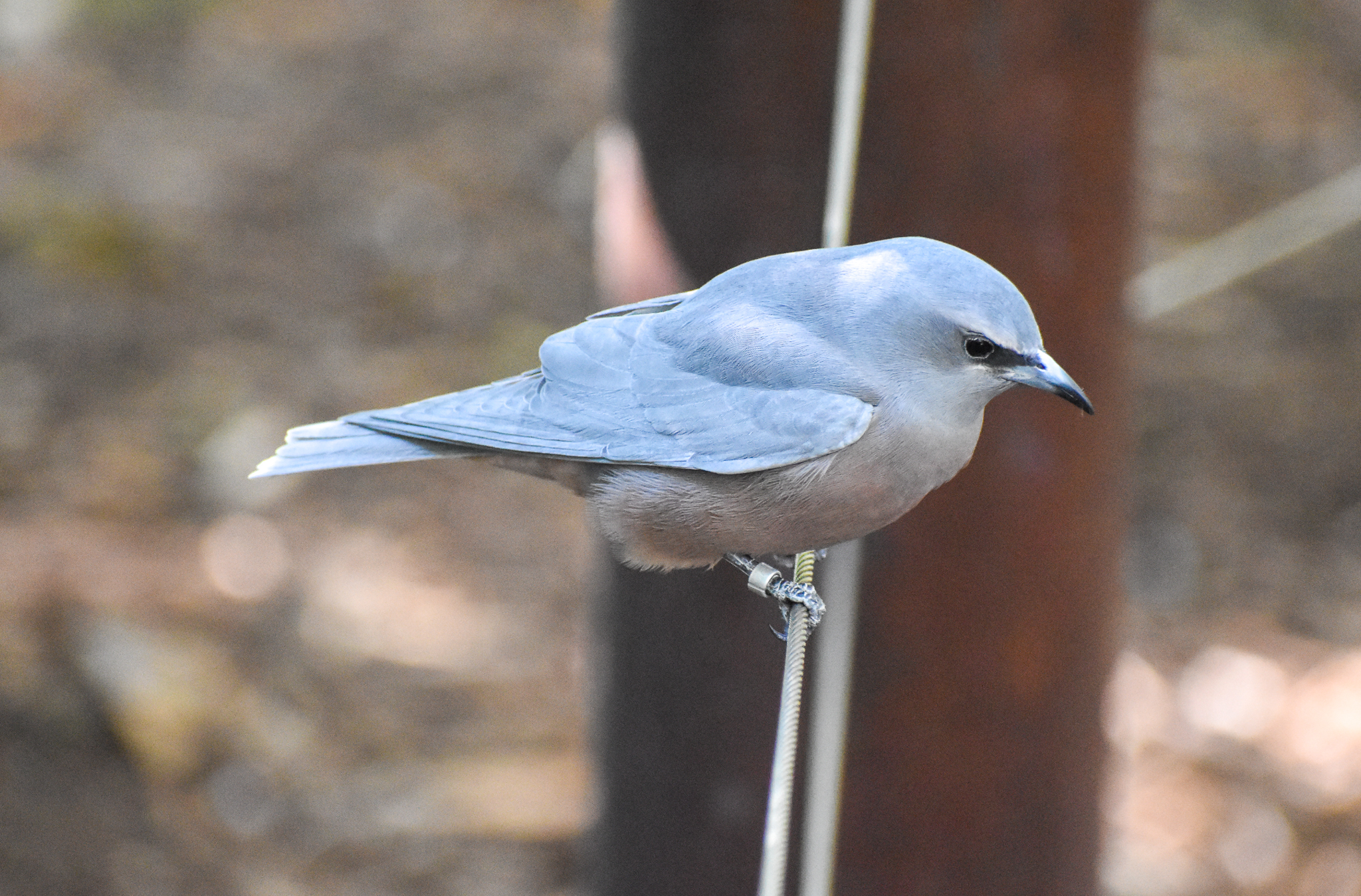 White-browed Woodswallow
