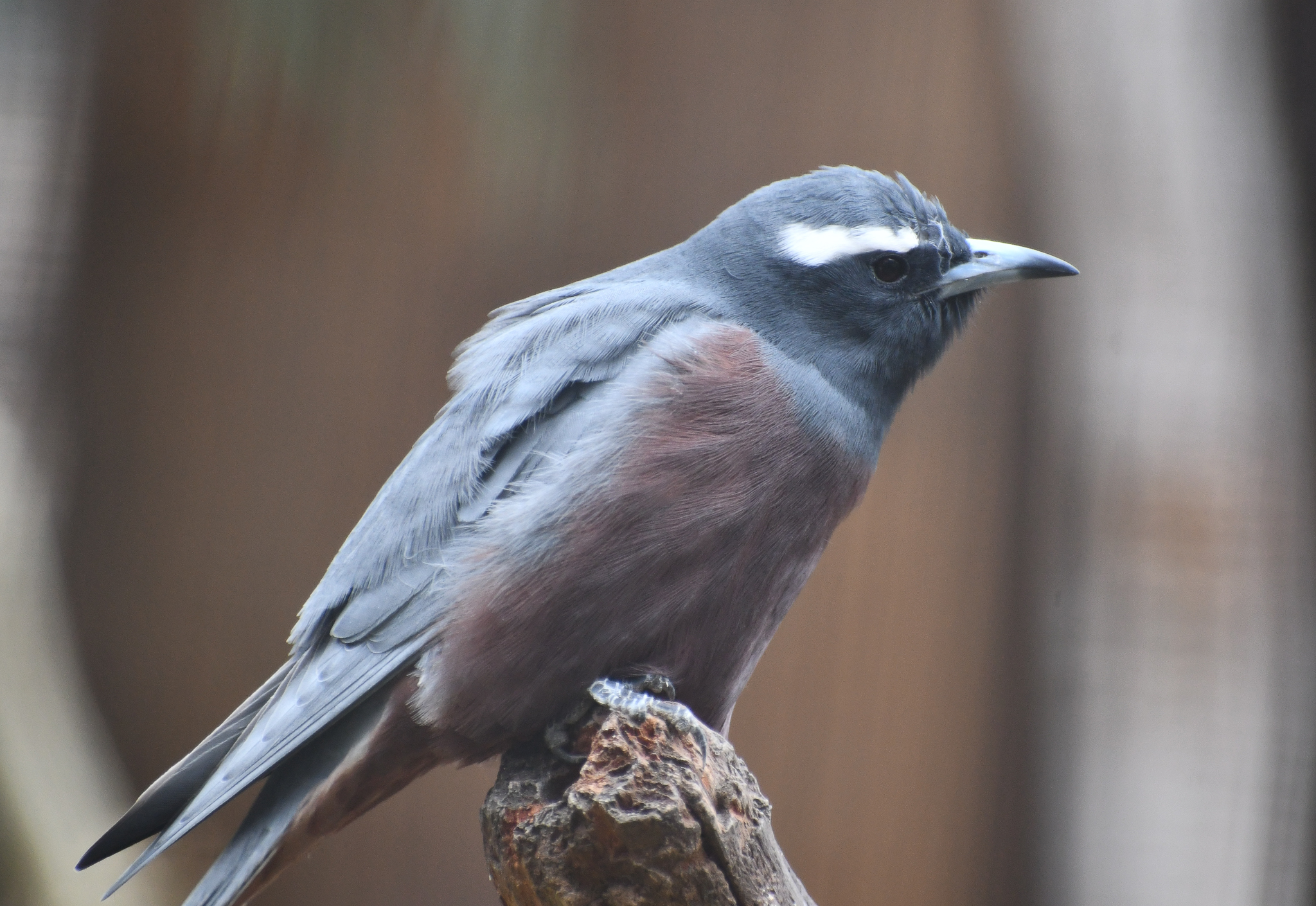 White-browed Woodswallow