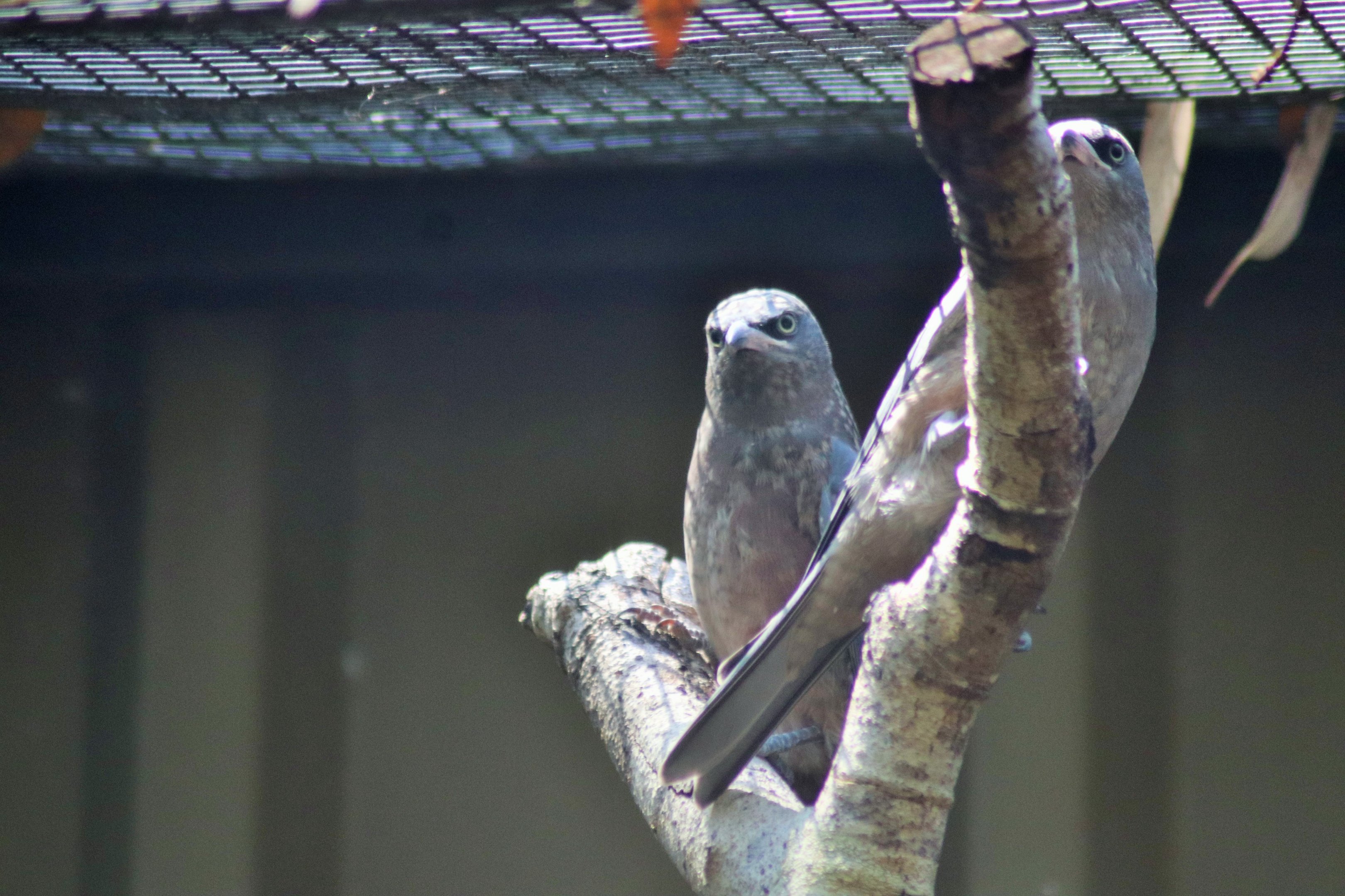 White-browed Woodswallows (Artamus superciliosus)- Juveniles