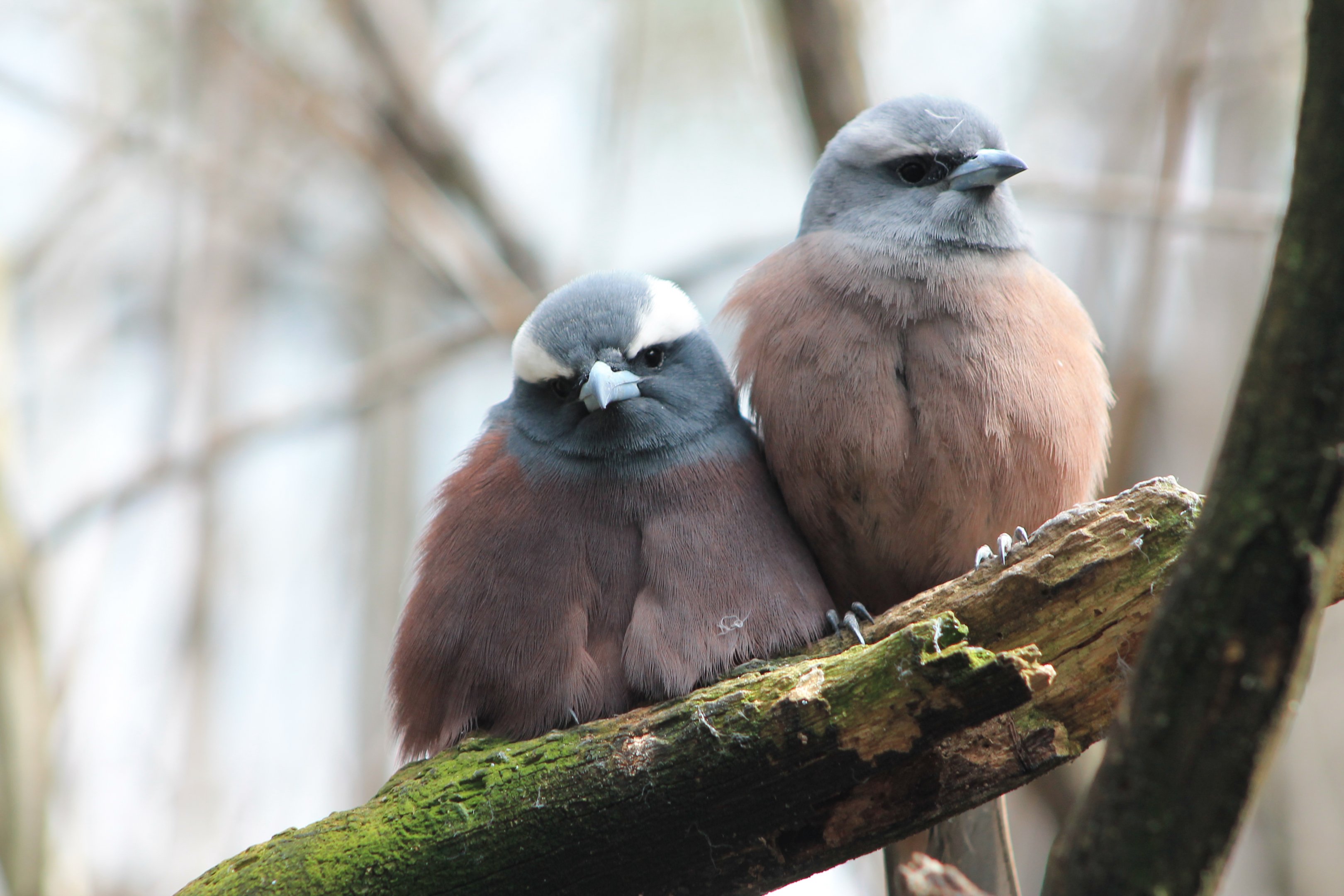 White-browed Woodswallows (Artamus superciliosus)