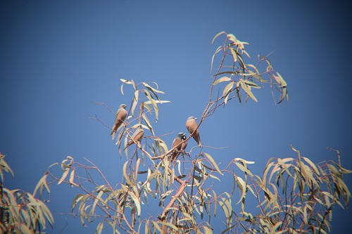 White-browed woodswallows.