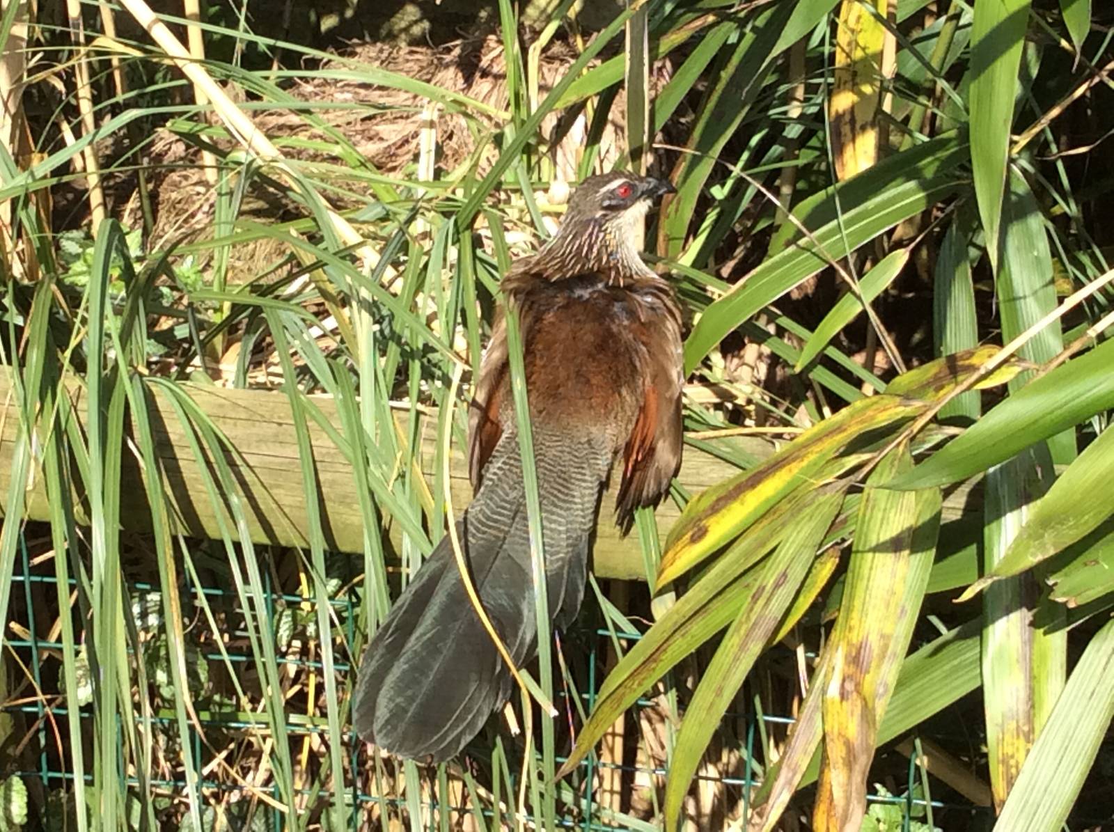 White-browsed Coucal 300314