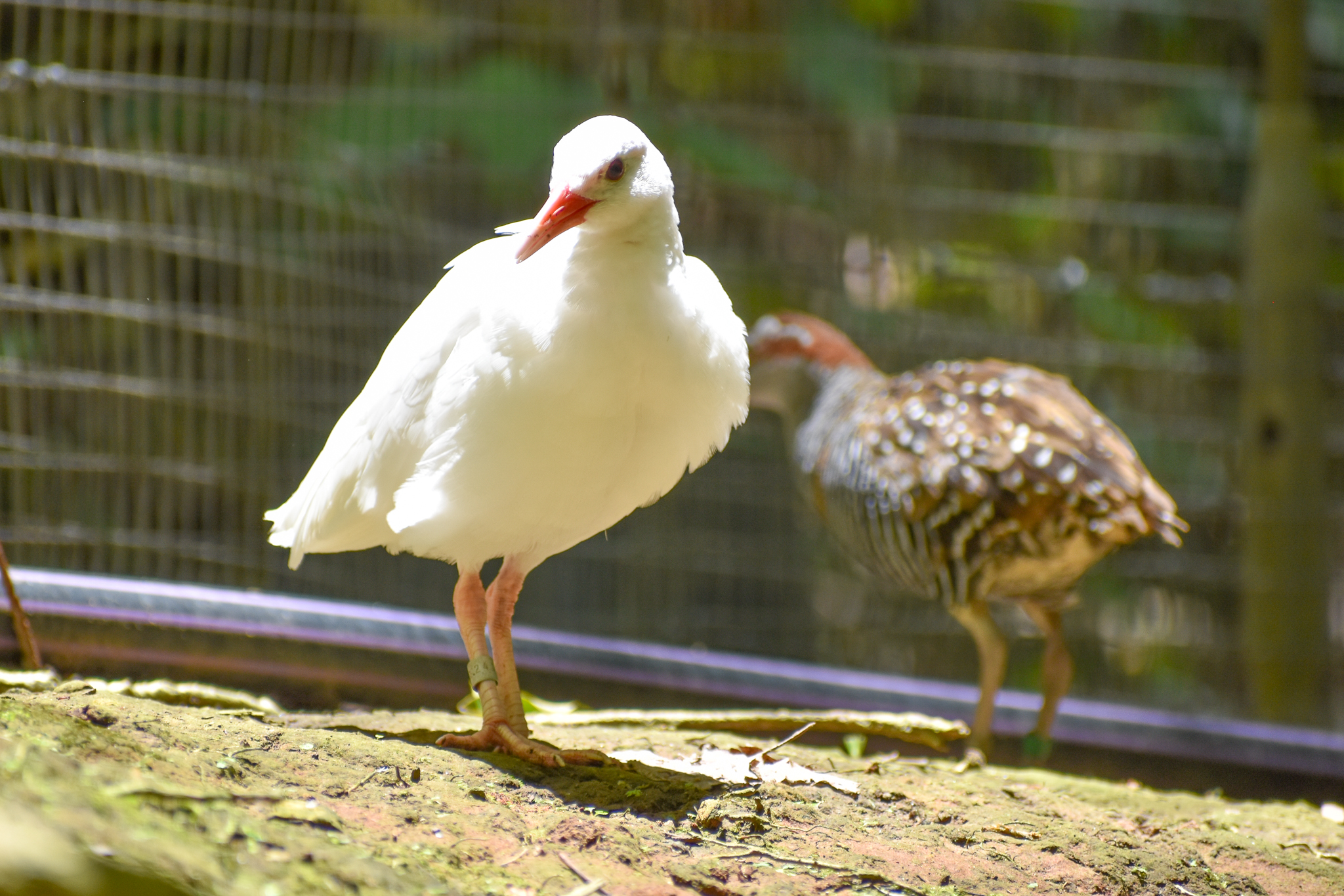 White Buff-banded Rail