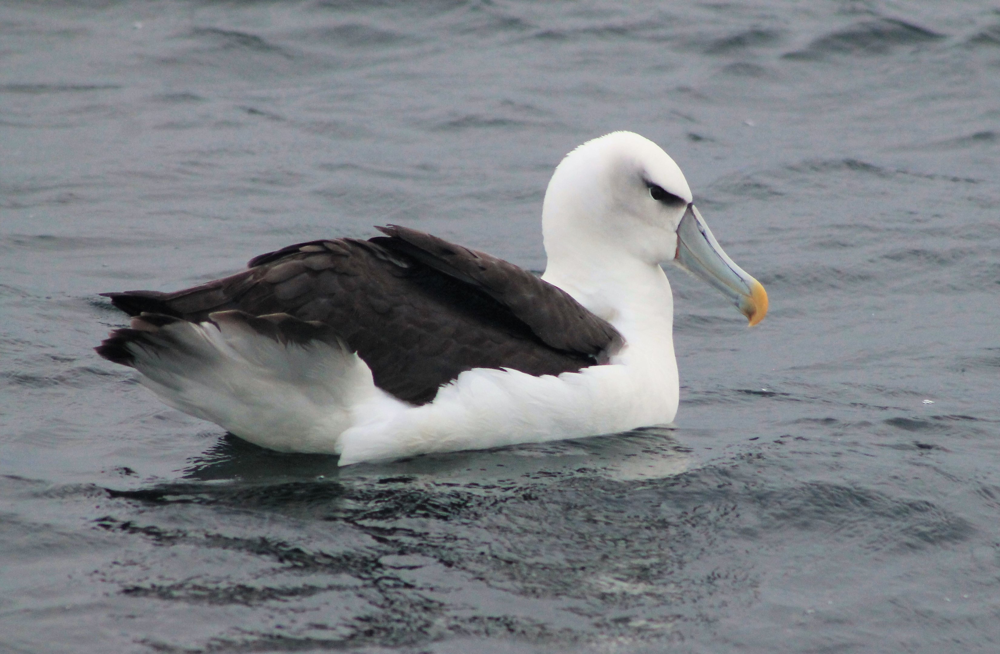 White-capped Albatross (Thalassarche steadi)