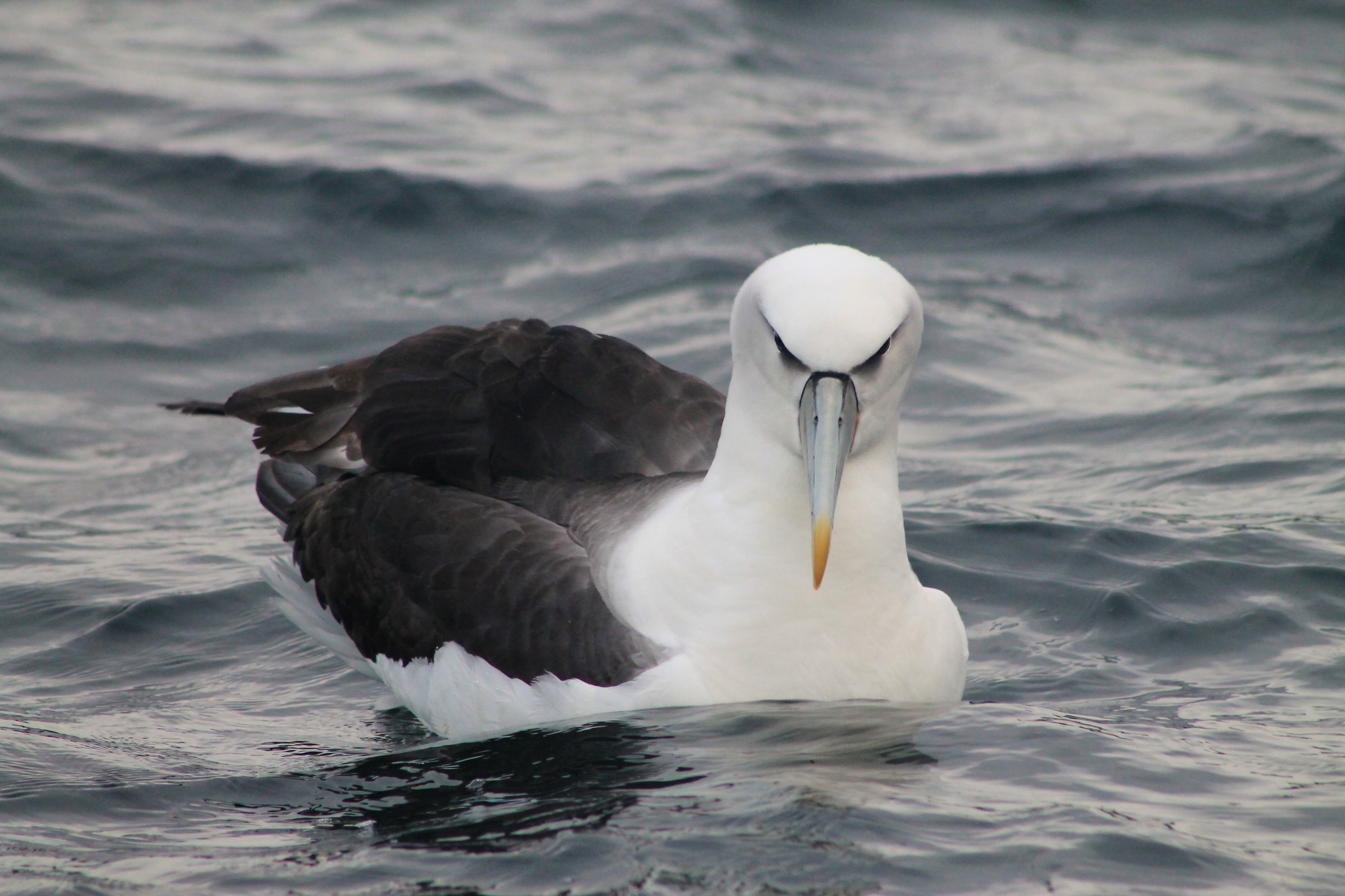 White-capped Albatross (Thalassarche steadi)