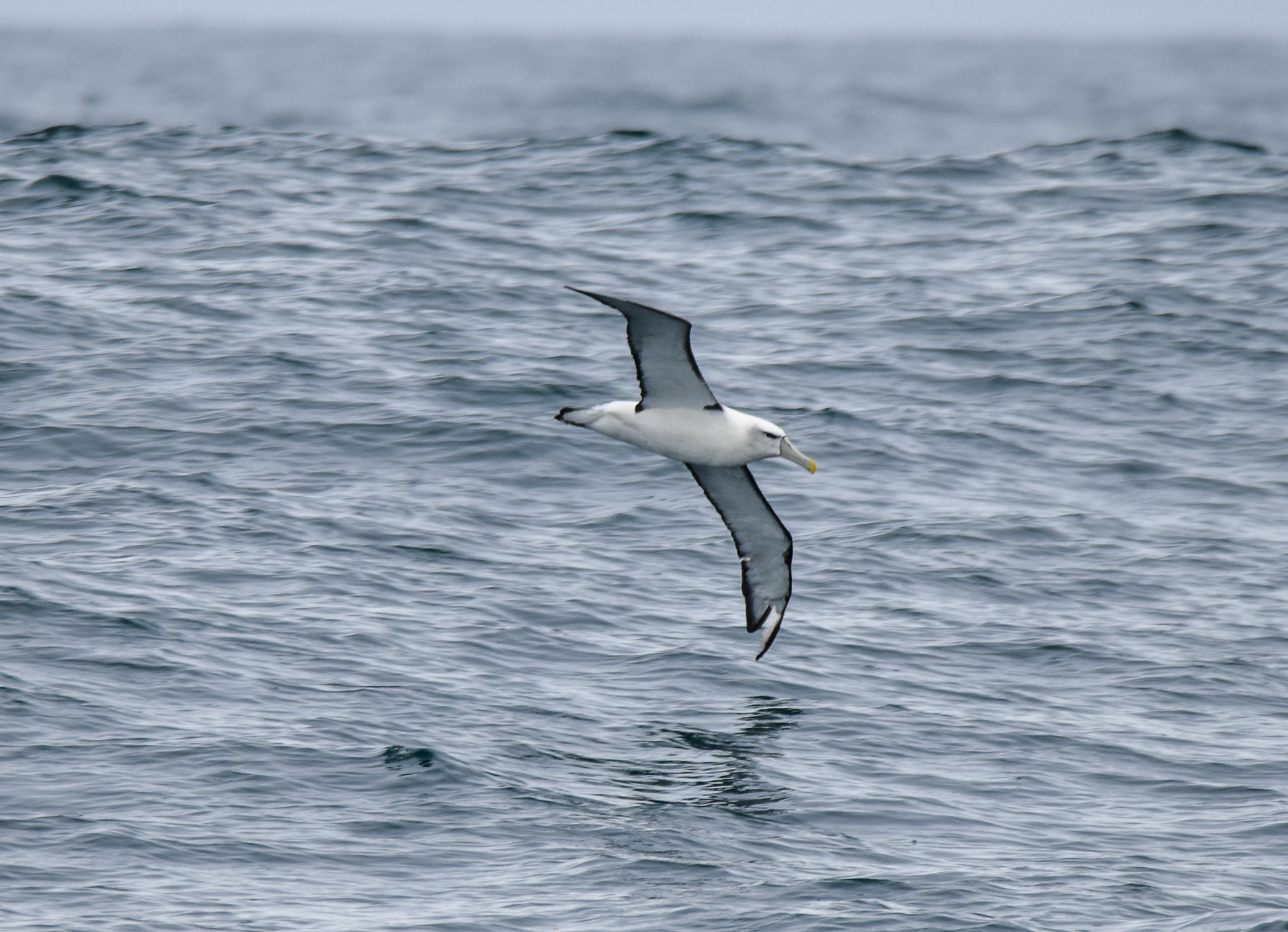 White-capped Albatross