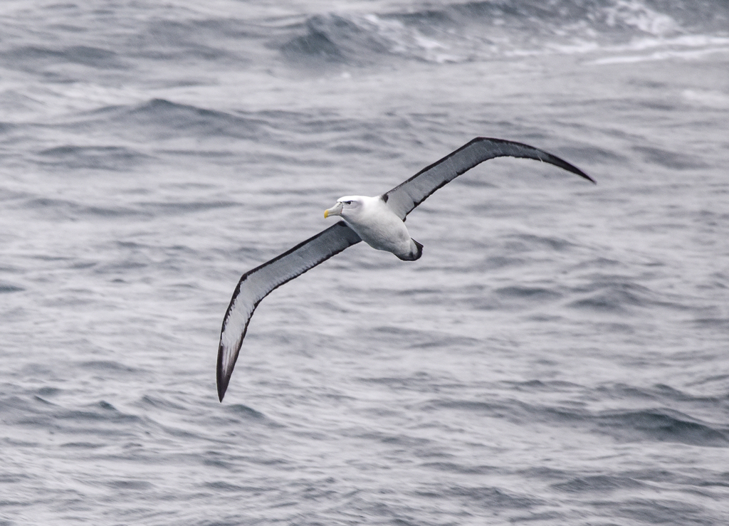 White-capped Albatross