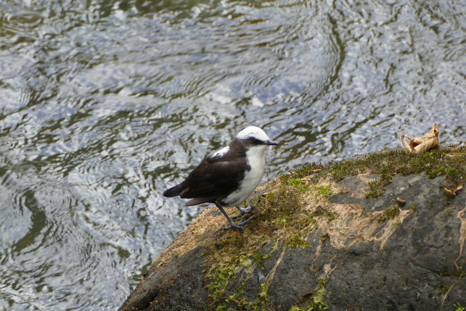 White-capped Dipper