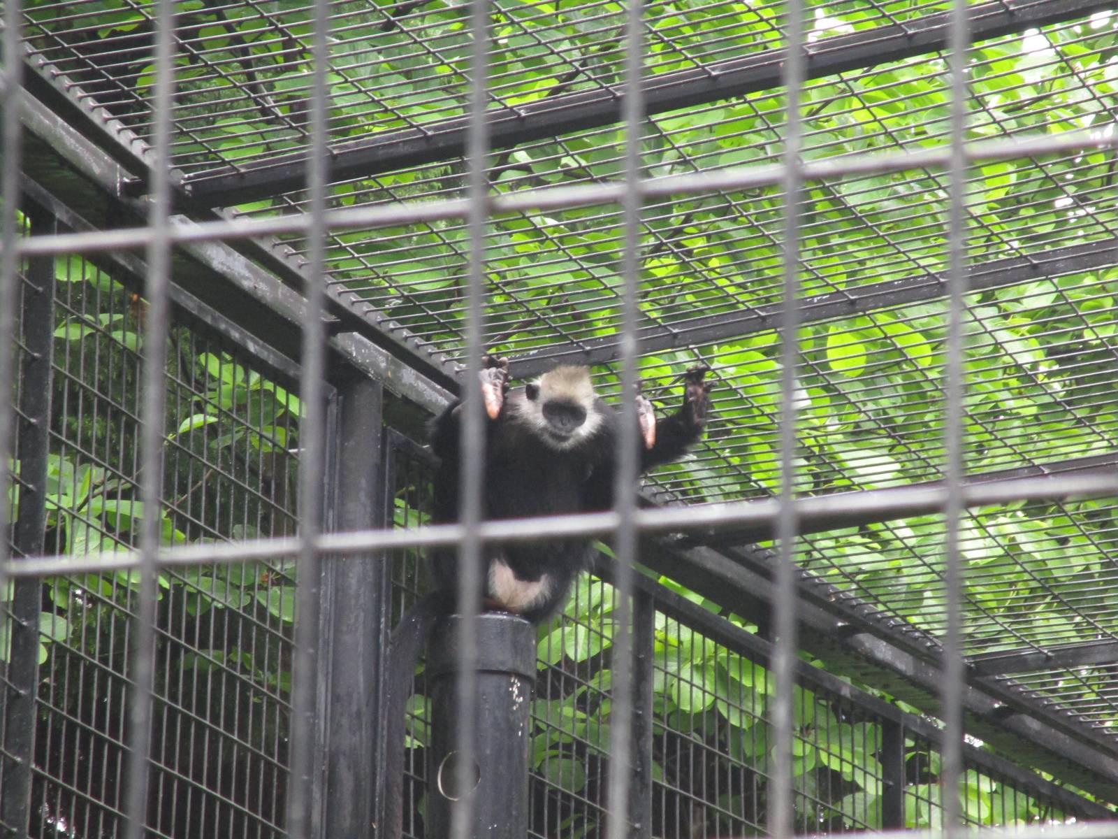 White-capped Langur  - 16/04/2016