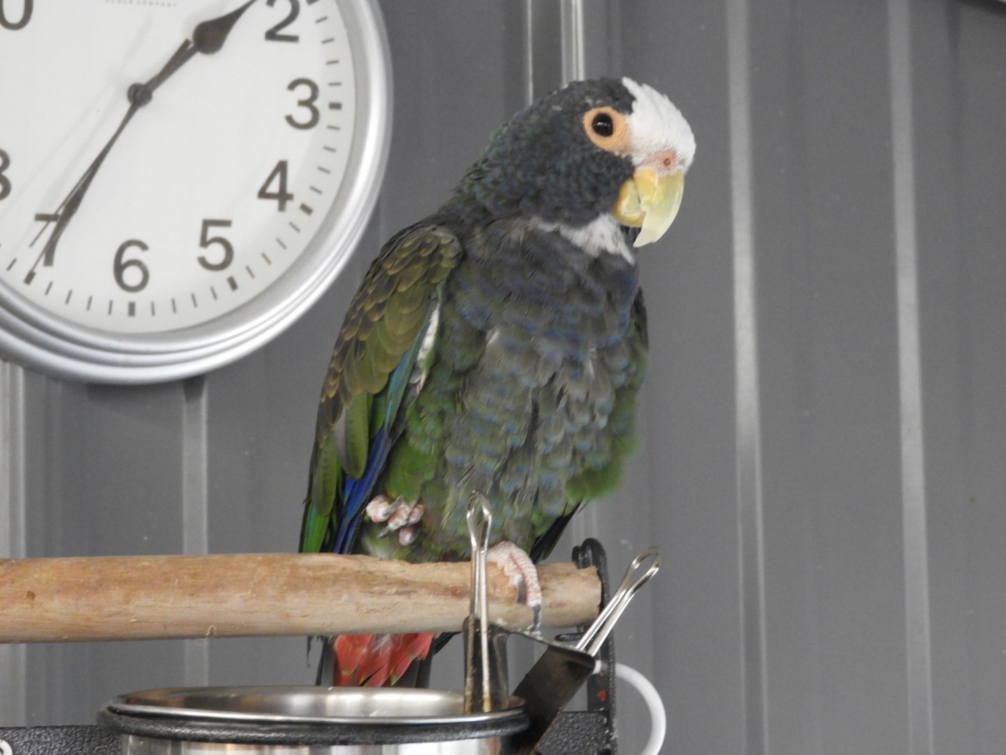 White-capped Parrot (Pionus seniloides)