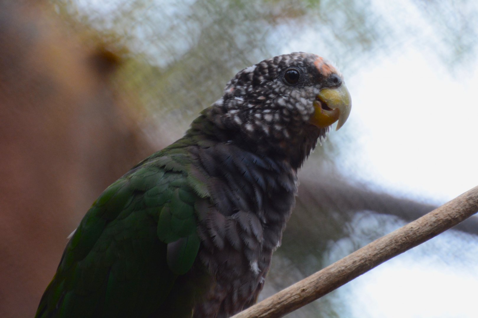 White-capped parrot (Pionus seniloides)