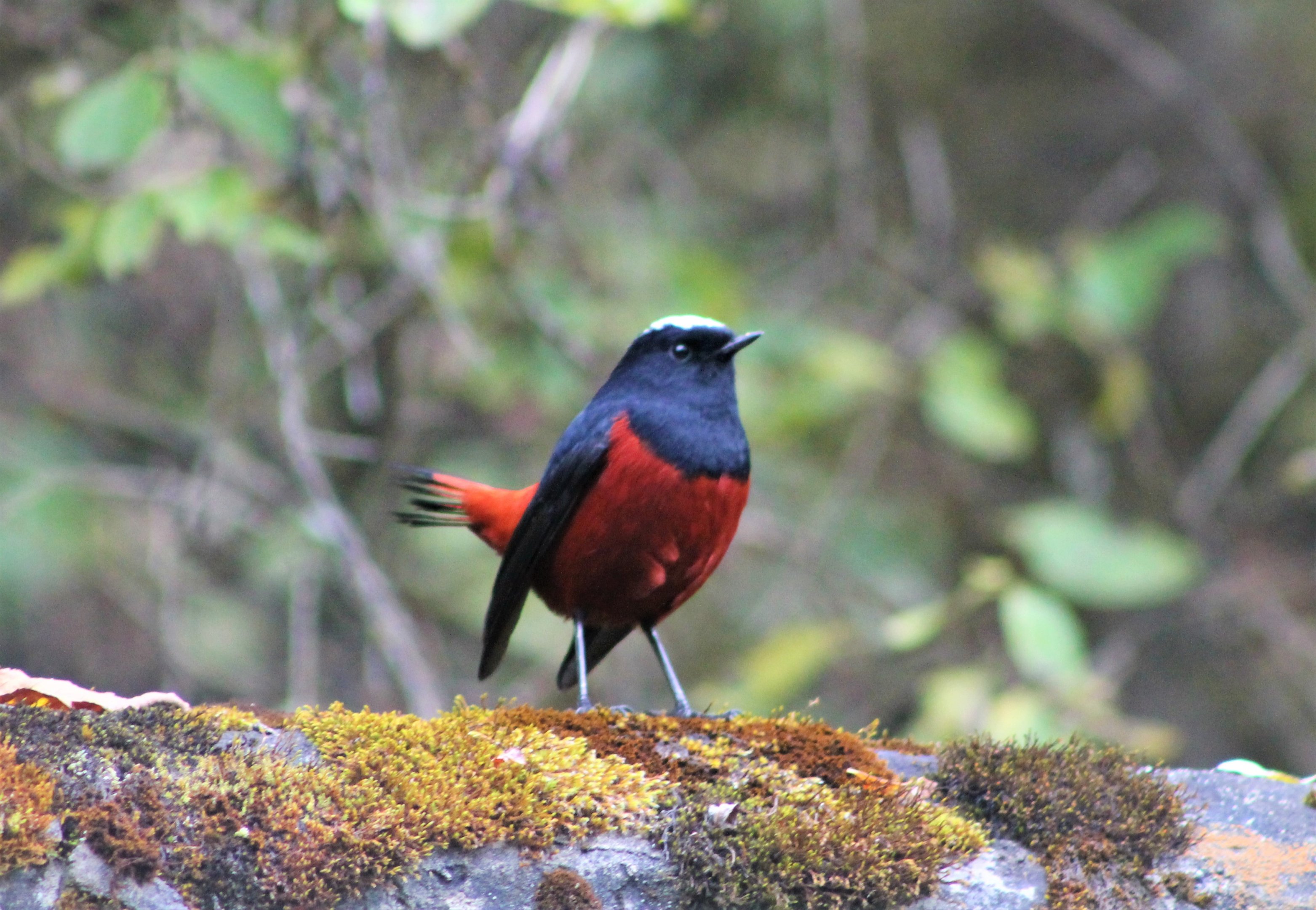 White-capped Water Redstart (Chaimarrornis leucocephalus)