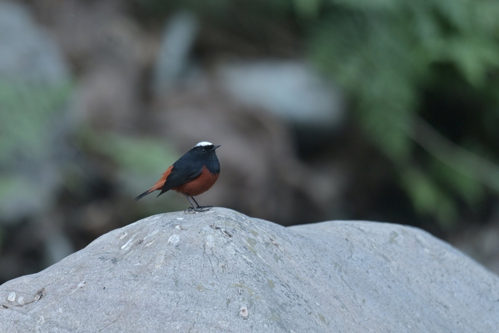 White-capped Water-Redstart Phoenicurus leucocephalus