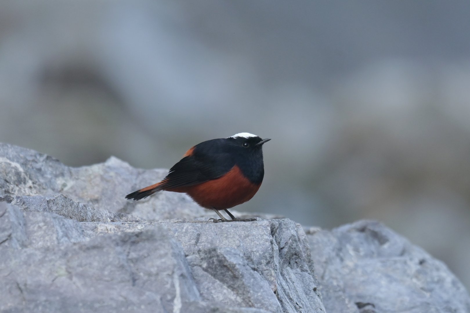 White-capped Water-Redstart Phoenicurus leucocephalus