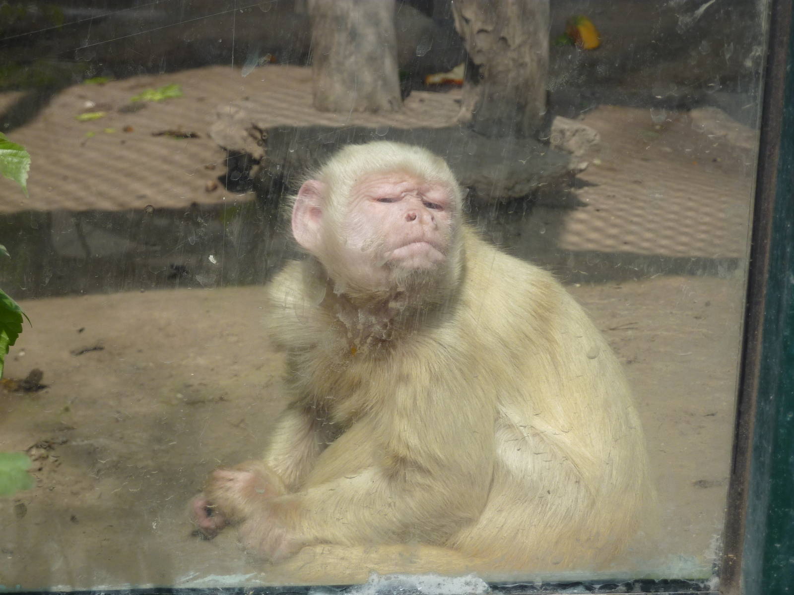 White Capuchin