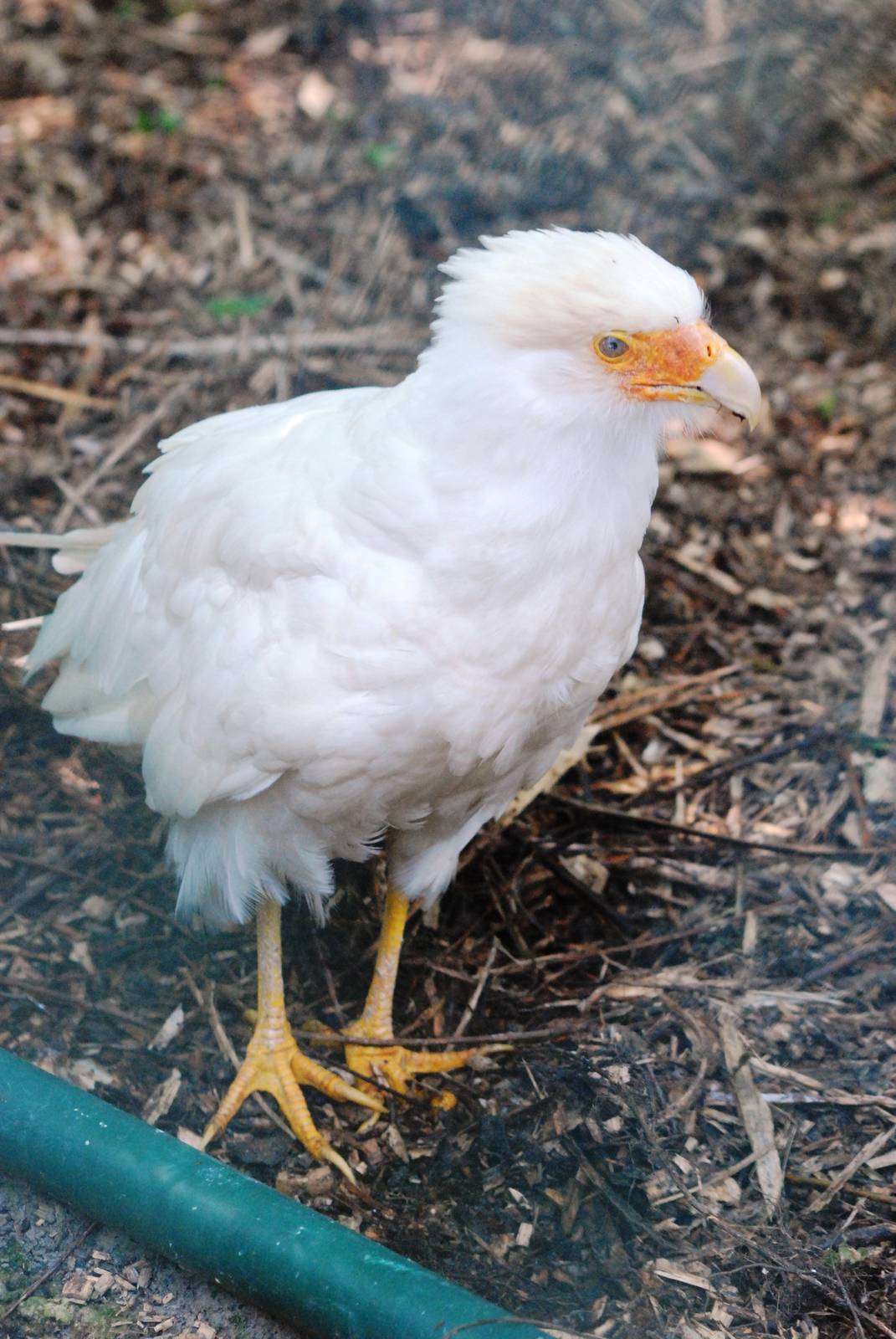 White Caracara at Best, 02/06/12