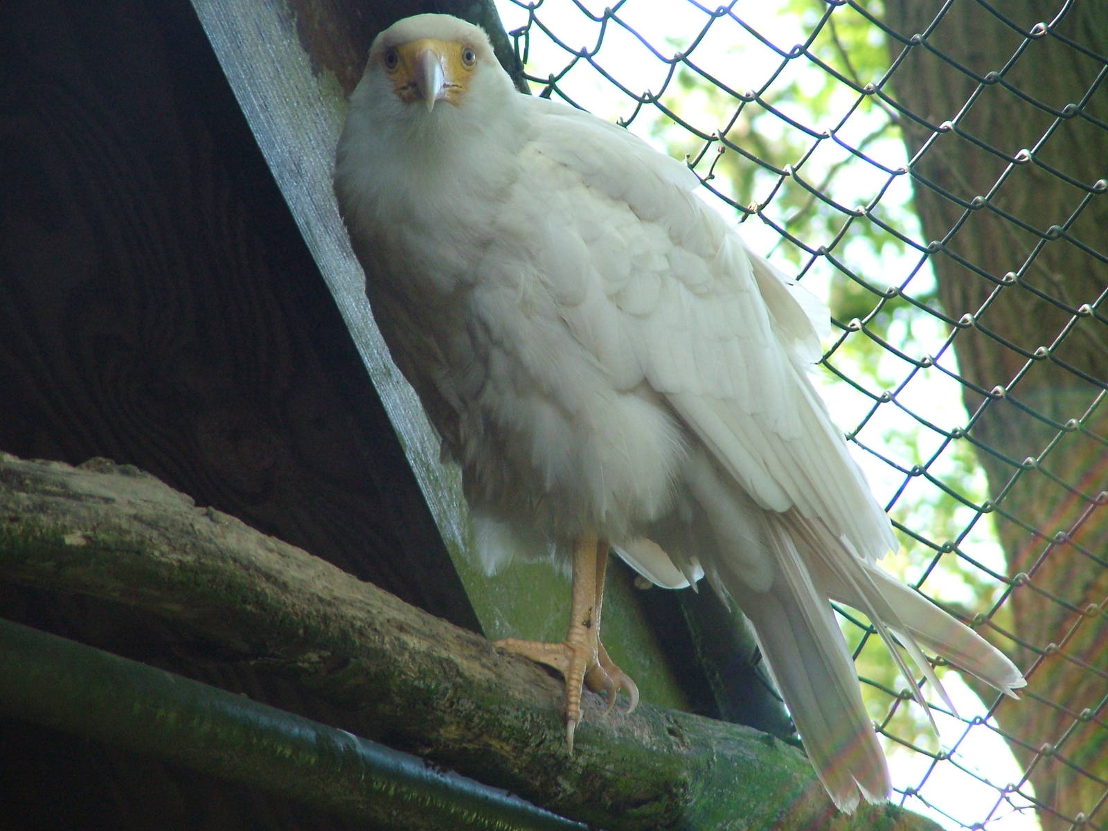 White caracara at BestZoo 16/05/09
