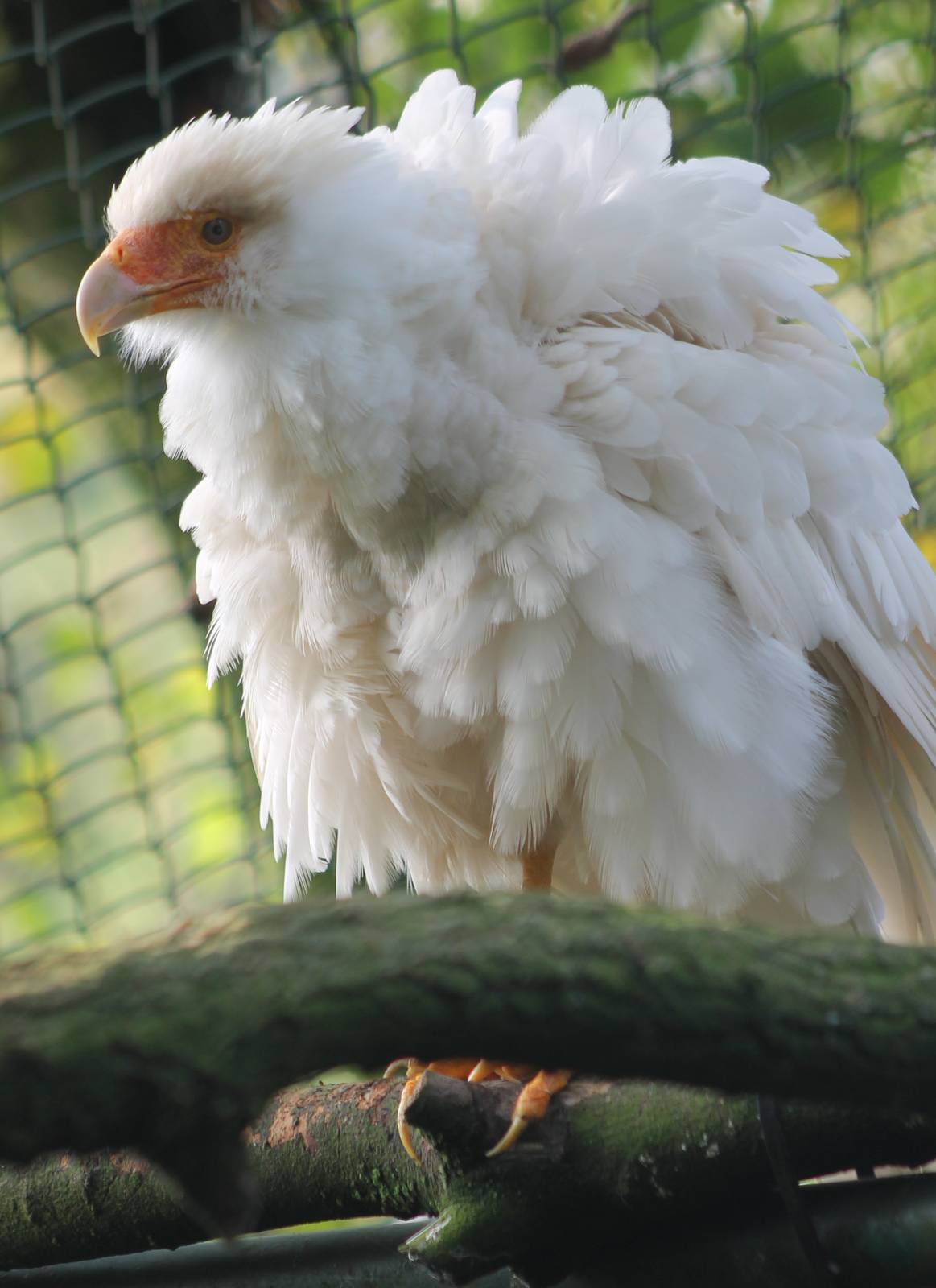 White caracara