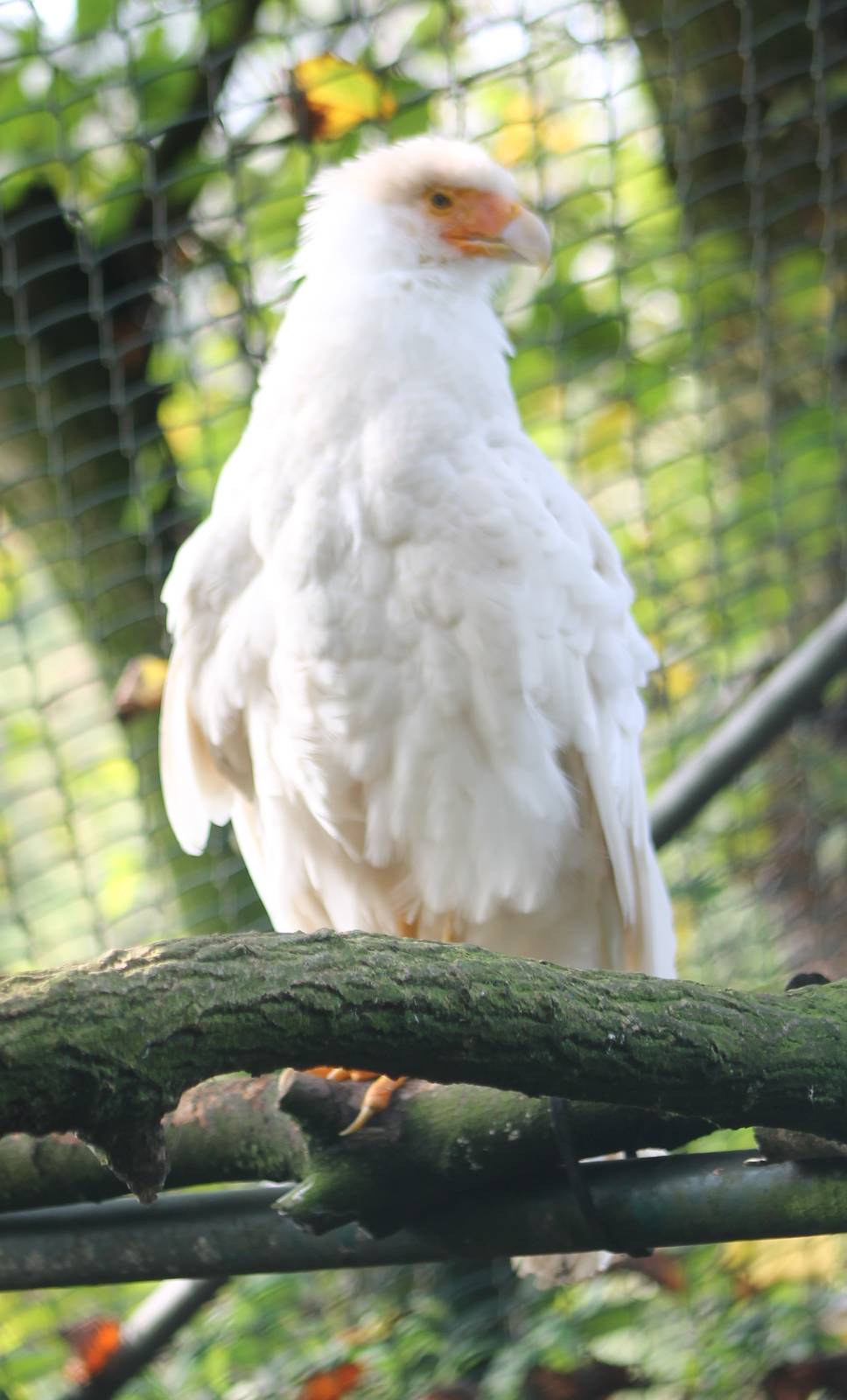 White caracara